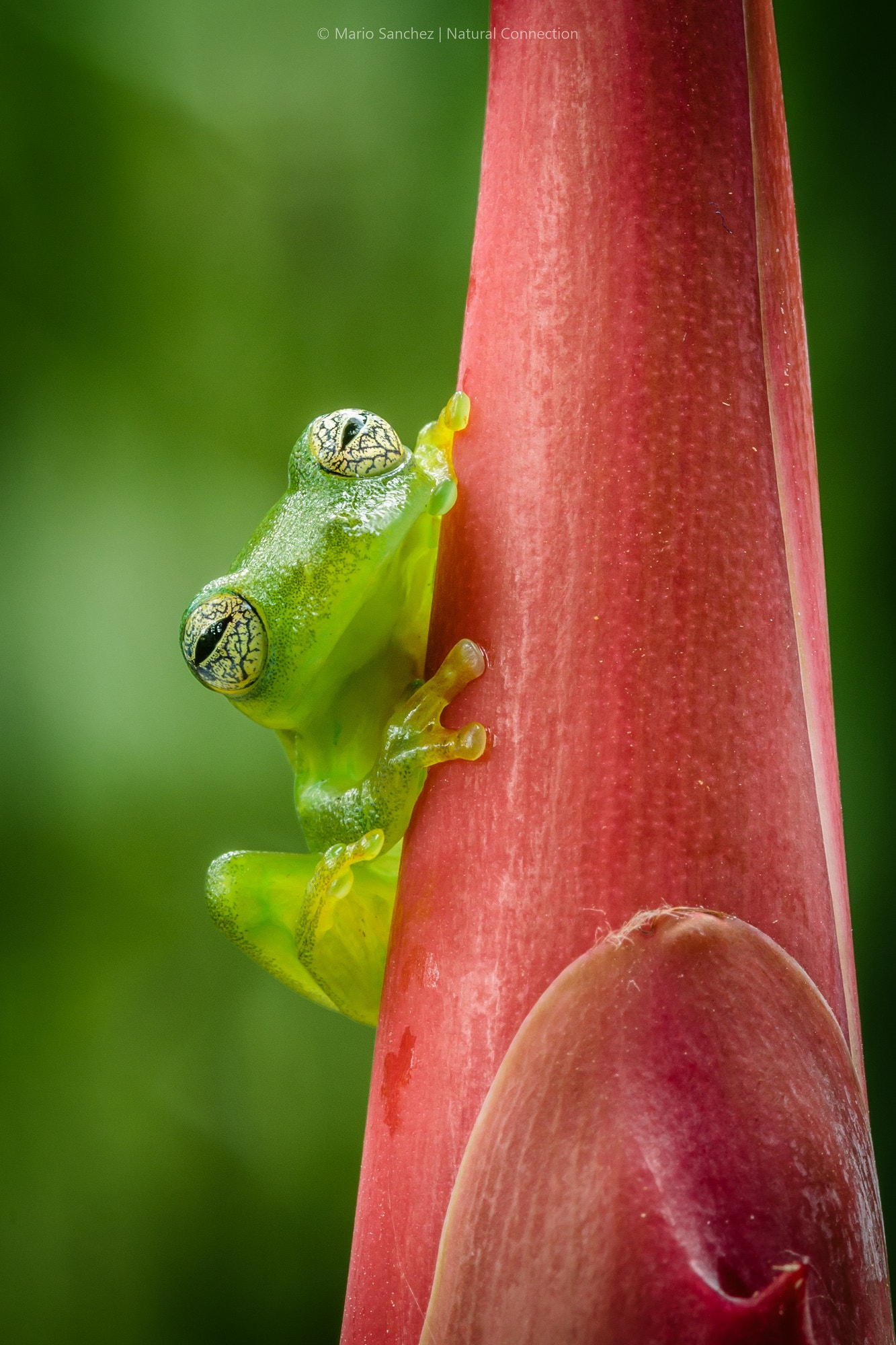 Canon EF 100mm F2.8 Macro USM sample photo. Ghost glass frog, costa rica 3. photography