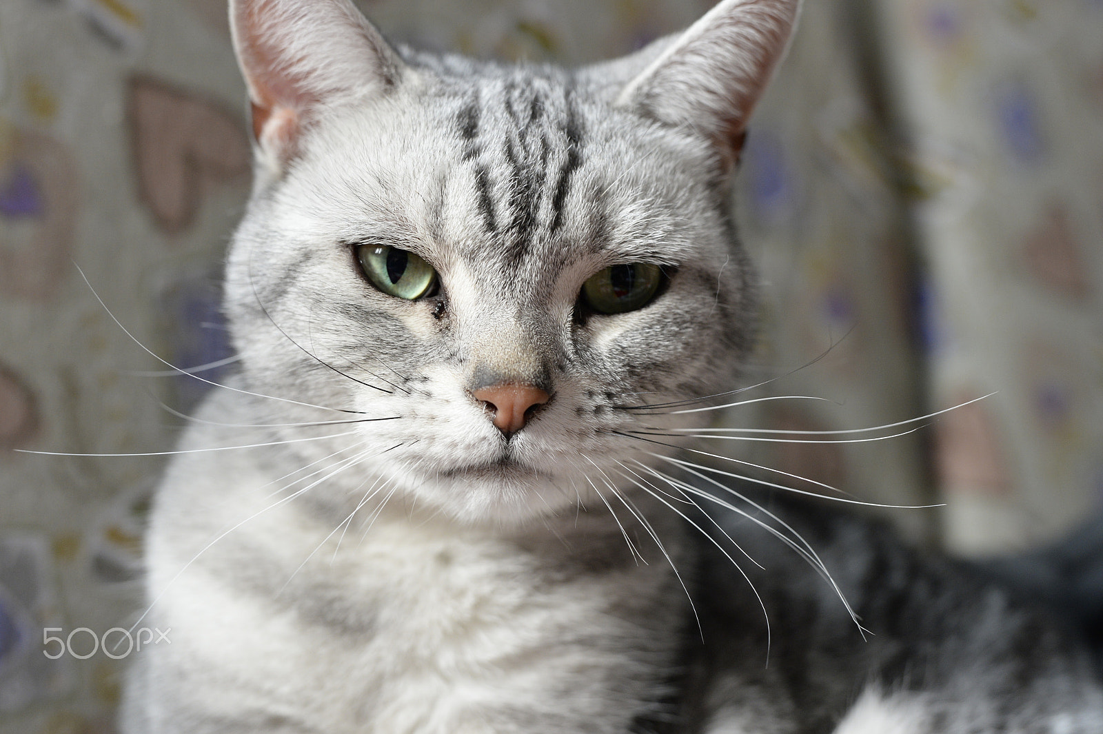 Nikon Df + Sigma 50mm F1.4 DG HSM Art sample photo. Looking at the camera's cat photography