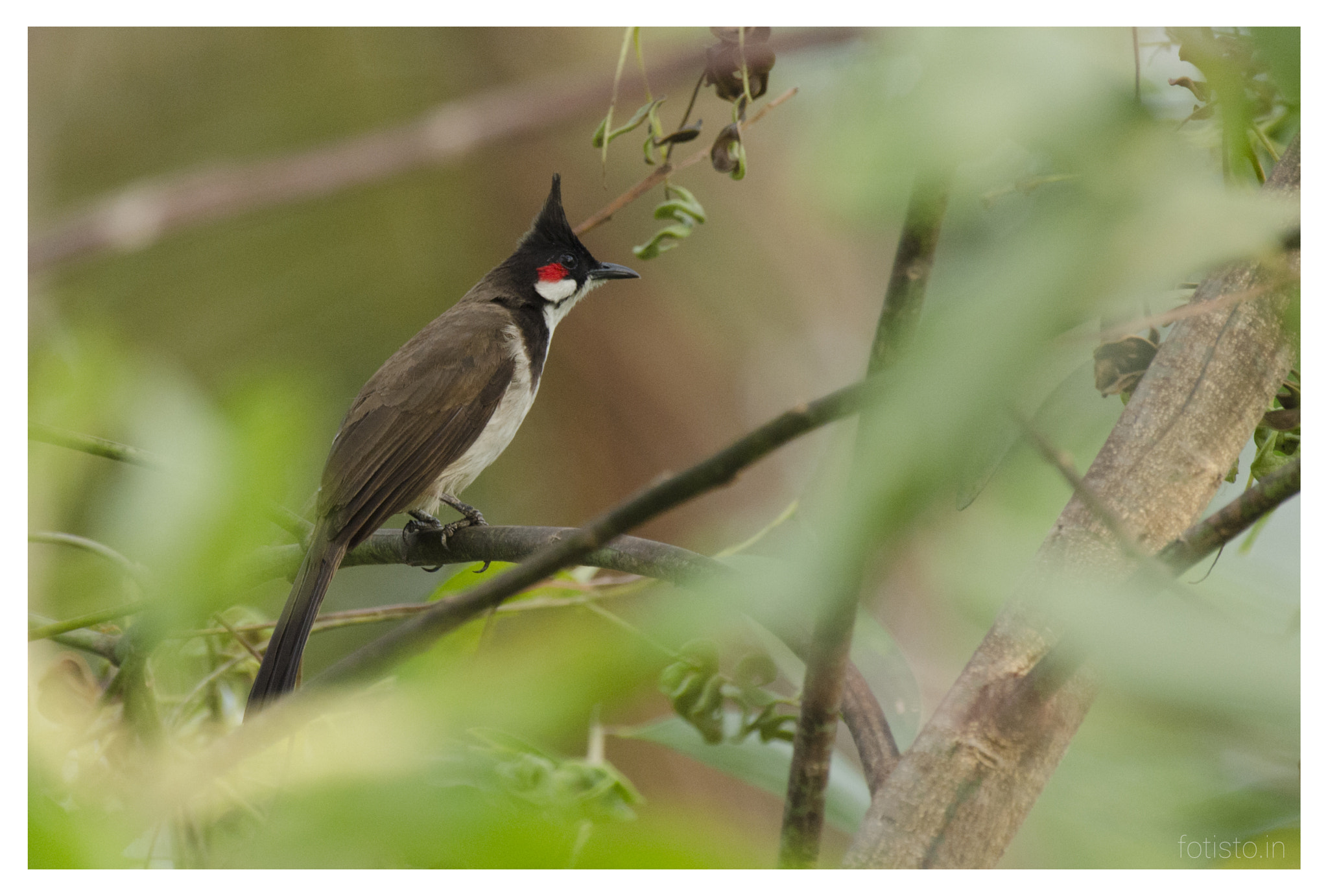 Nikon AF-S Nikkor 200-500mm F5.6E ED VR sample photo. Bulbul photography