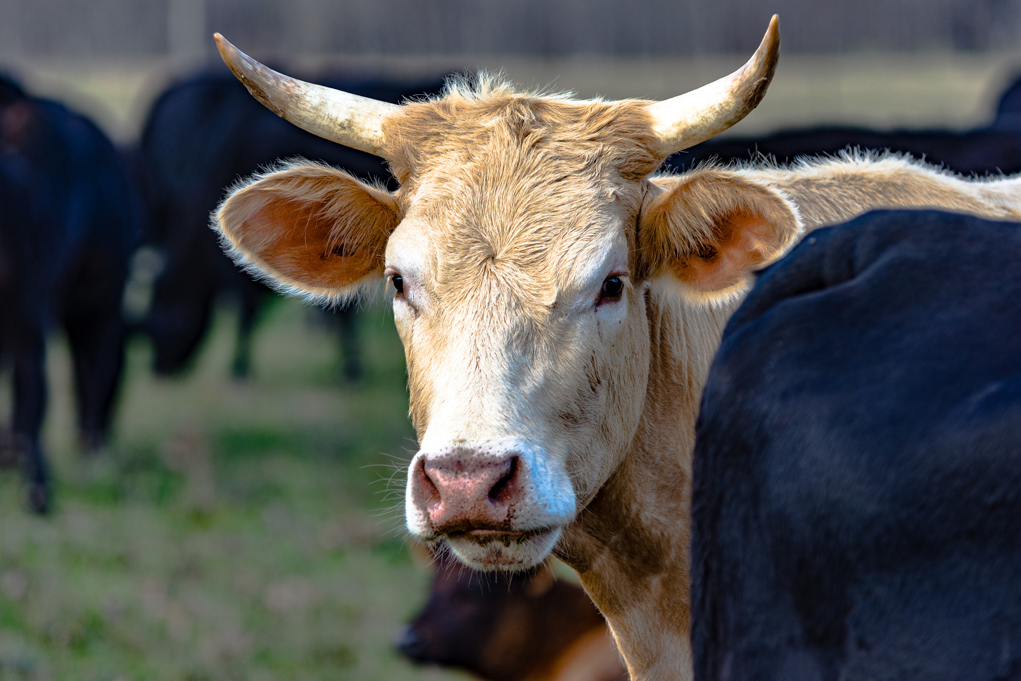 Nikon D7200 sample photo. White horned cow among black cows photography