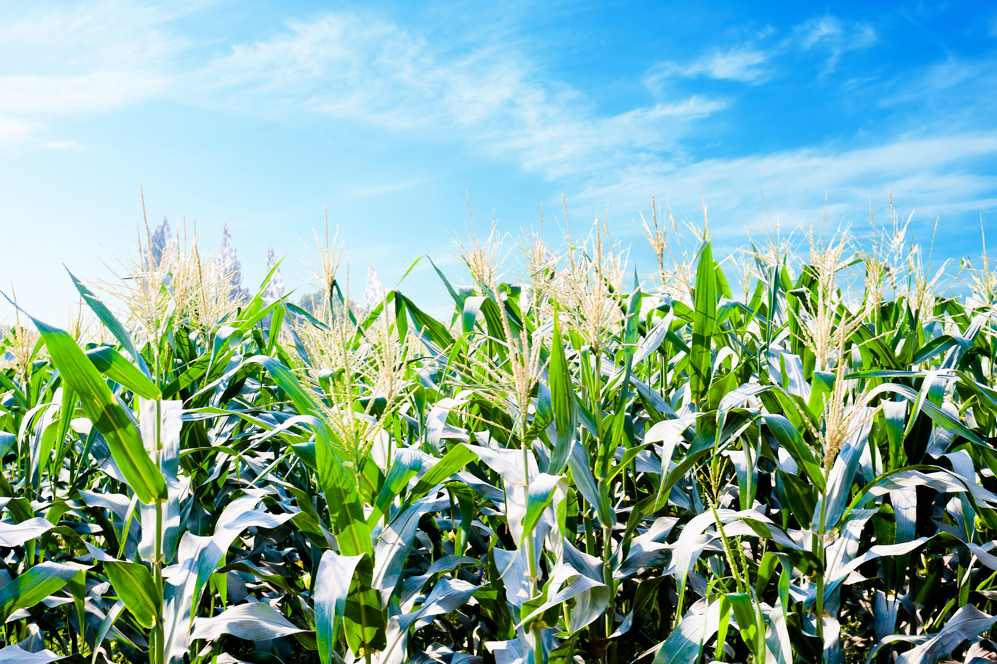 Canon EOS 50D + Canon EF 17-40mm F4L USM sample photo. Agricultural background life of natural corn farm photography