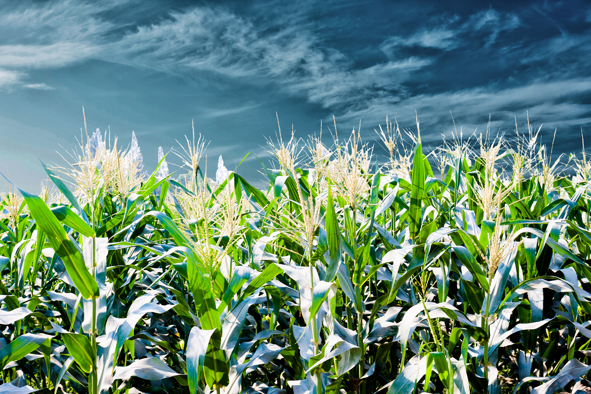 Canon EOS 50D + Canon EF 17-40mm F4L USM sample photo. Agricultural background life of natural corn farm photography