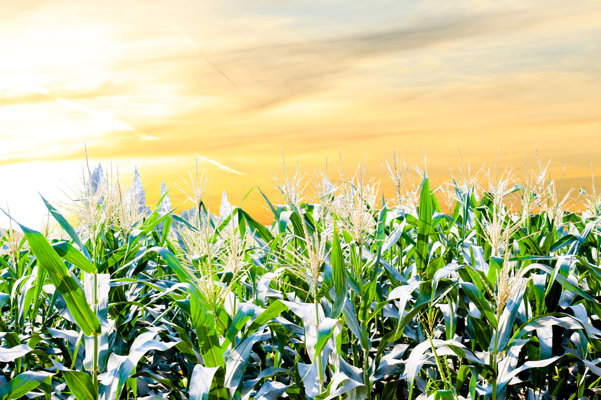 Canon EOS 50D + Canon EF 17-40mm F4L USM sample photo. Agricultural background life of natural corn farm photography