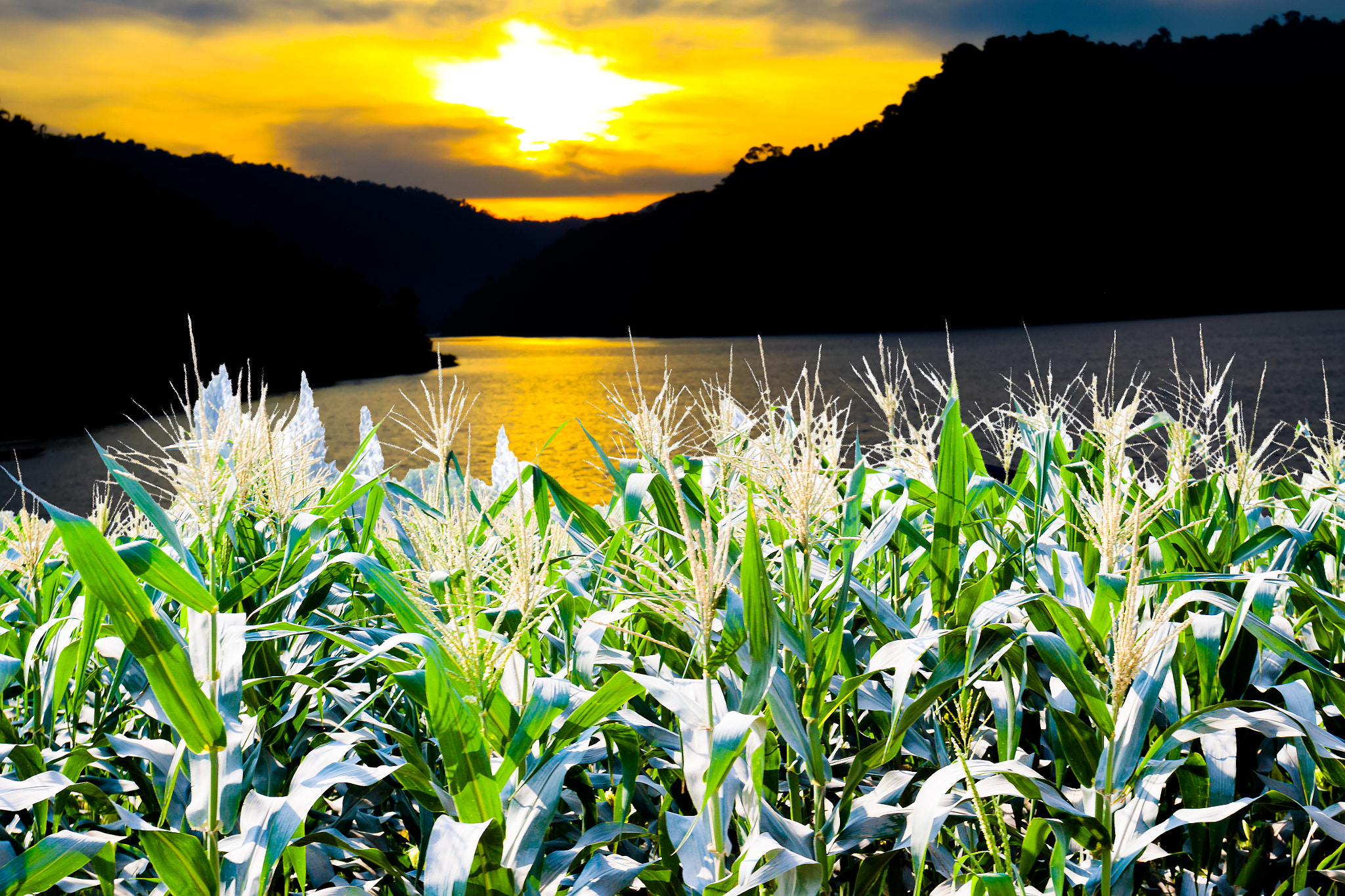 Canon EF 17-40mm F4L USM sample photo. Agricultural background life of natural corn farm photography