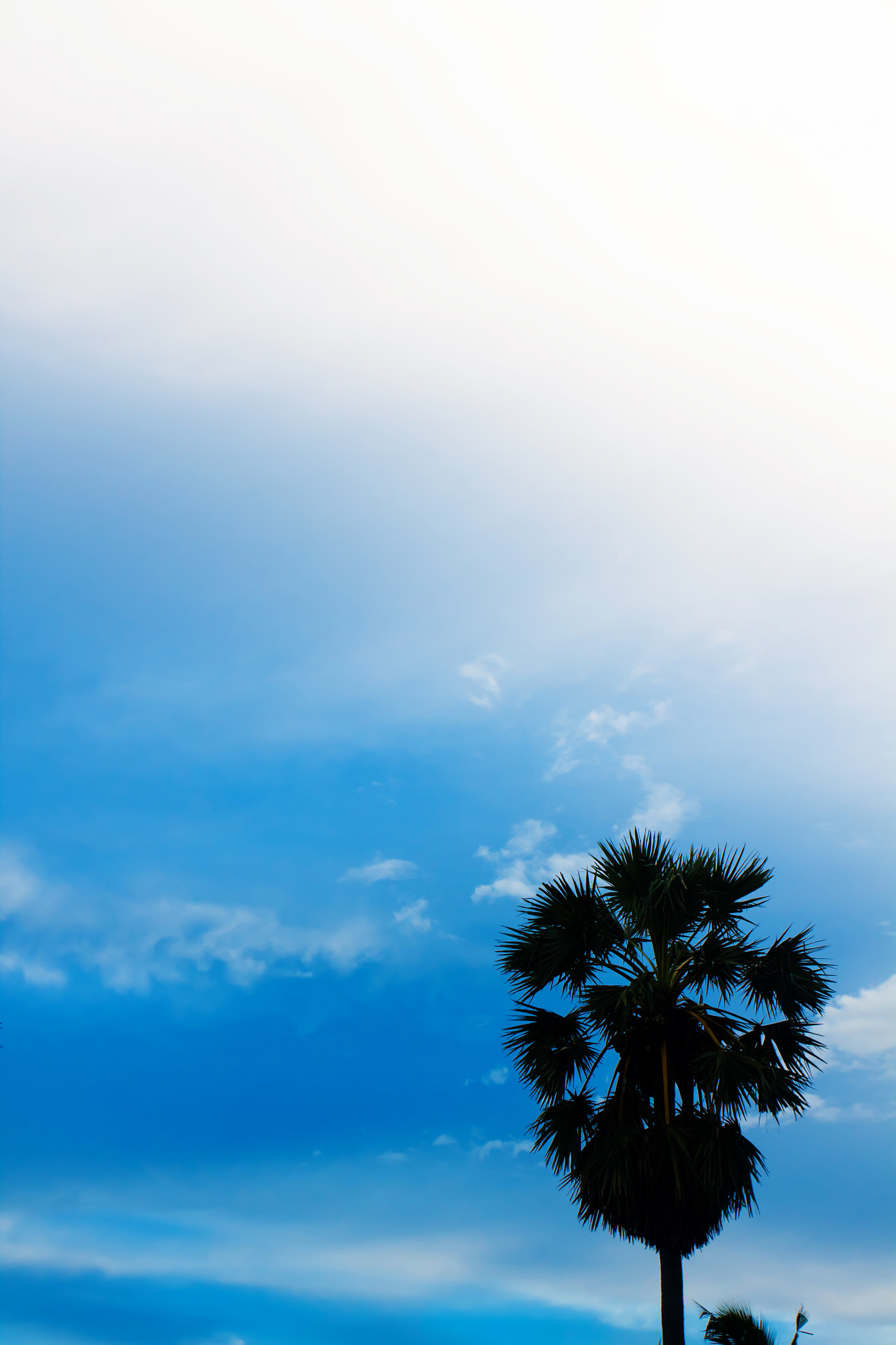 Canon EOS 50D + Canon EF 17-40mm F4L USM sample photo. Nice palm trees in the blue sky. coconut palm trees photography