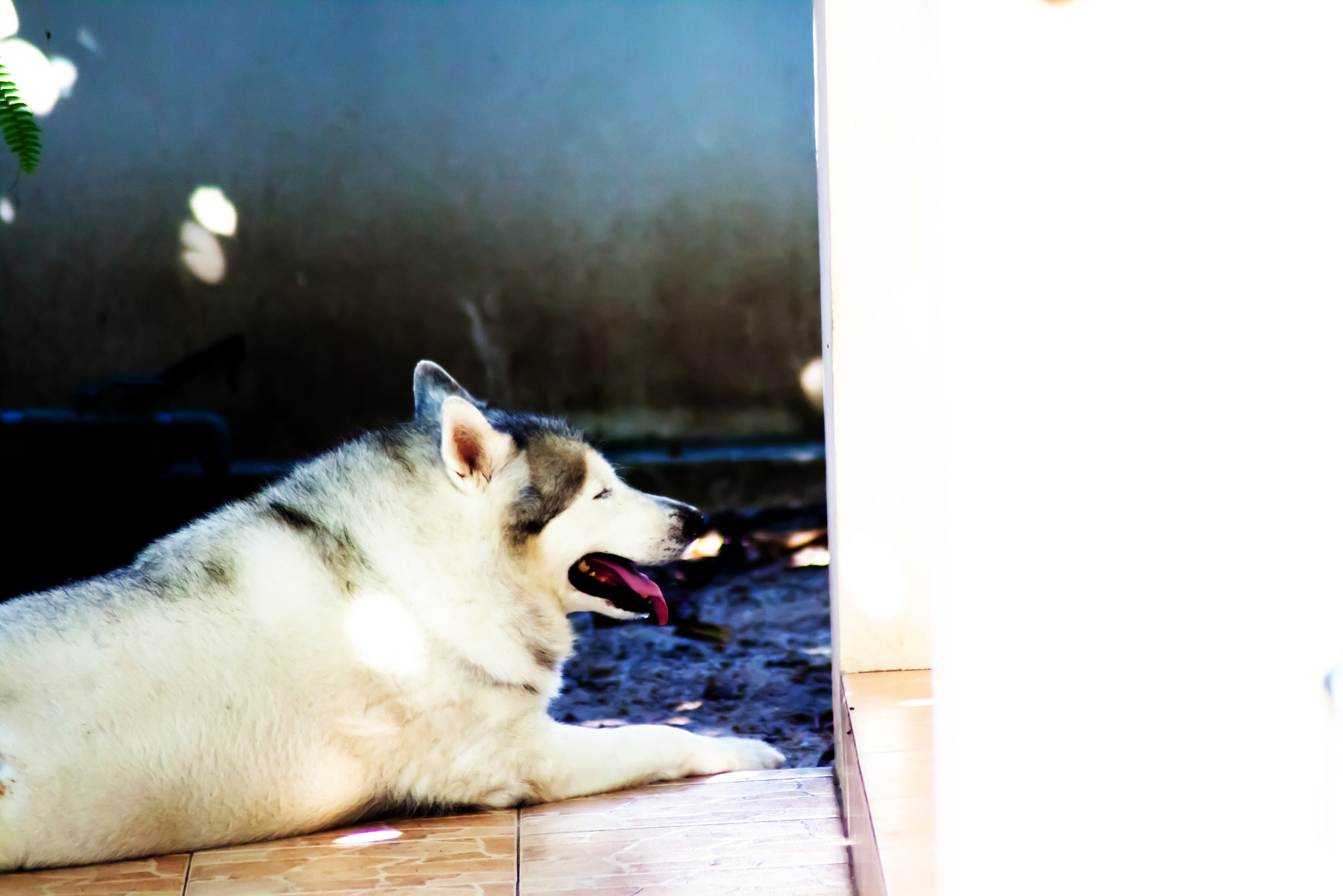 Canon EOS 50D sample photo. White shepherd photography
