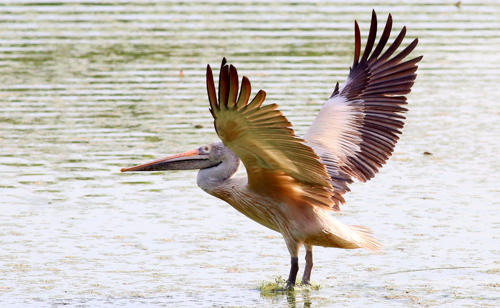 Canon EOS 6D + Canon EF 400mm F5.6L USM sample photo. Pelican taking flight photography