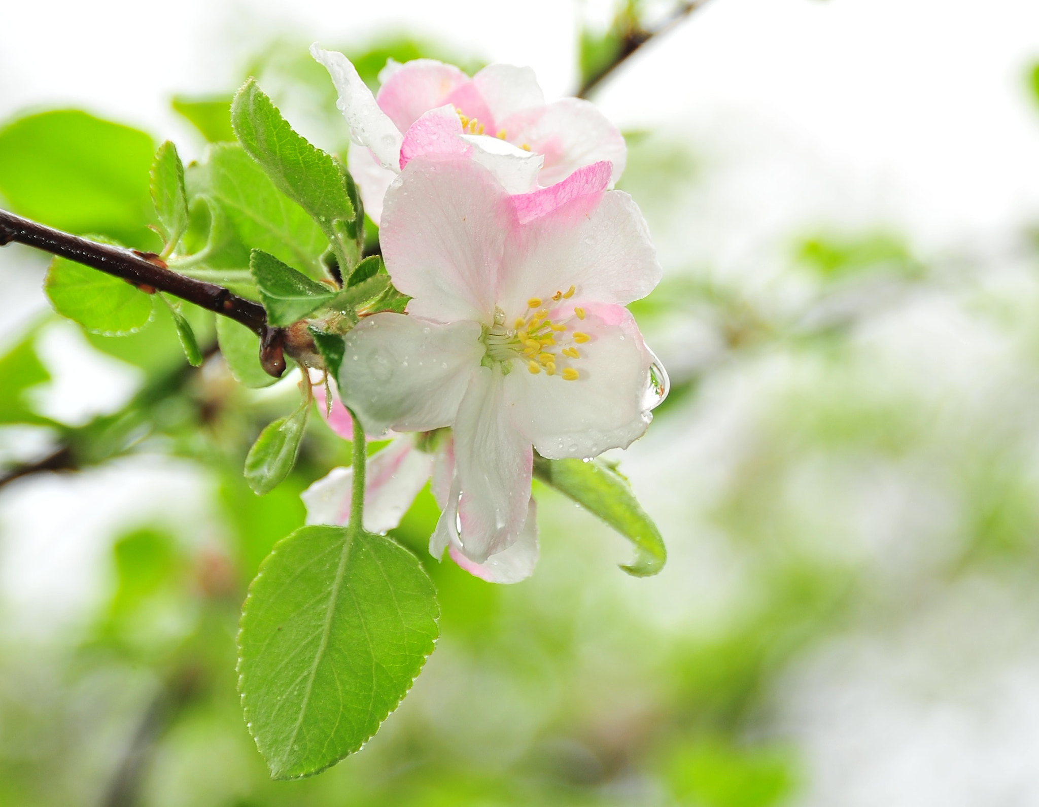Nikon D700 sample photo. Spring signs photography