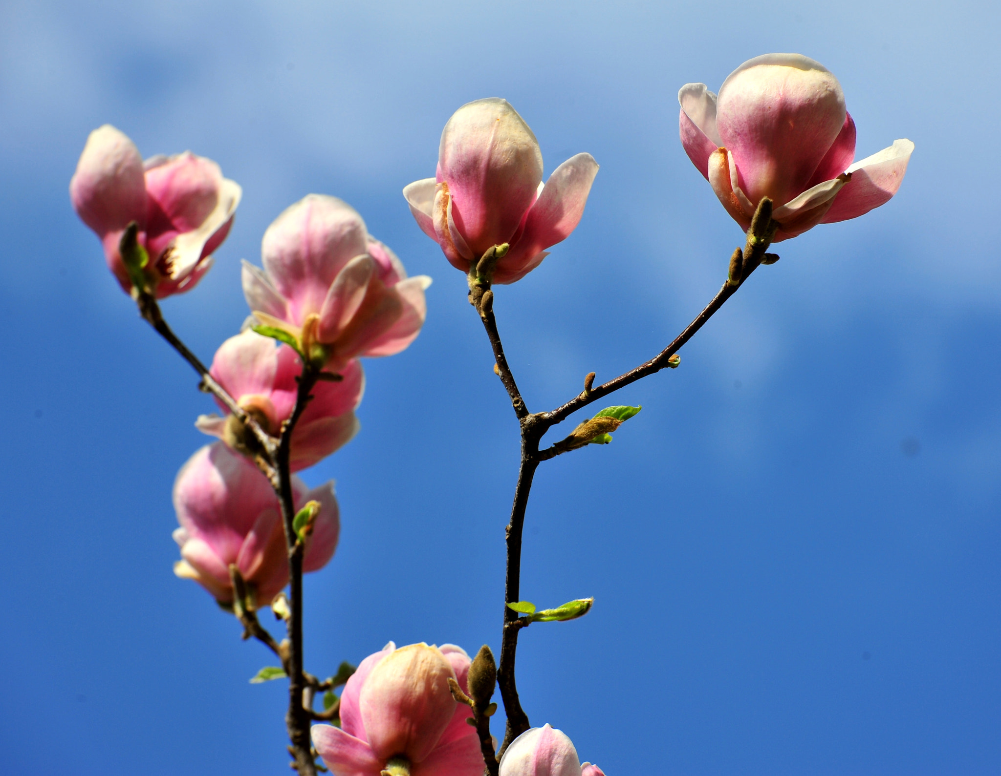 Nikon D700 sample photo. Spring signs photography