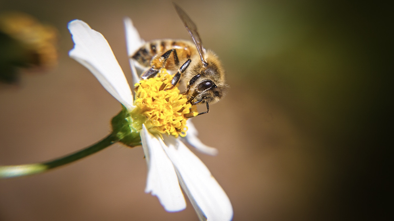 Sony a6000 + Sony E 18-55mm F3.5-5.6 OSS sample photo. Busy bee photography