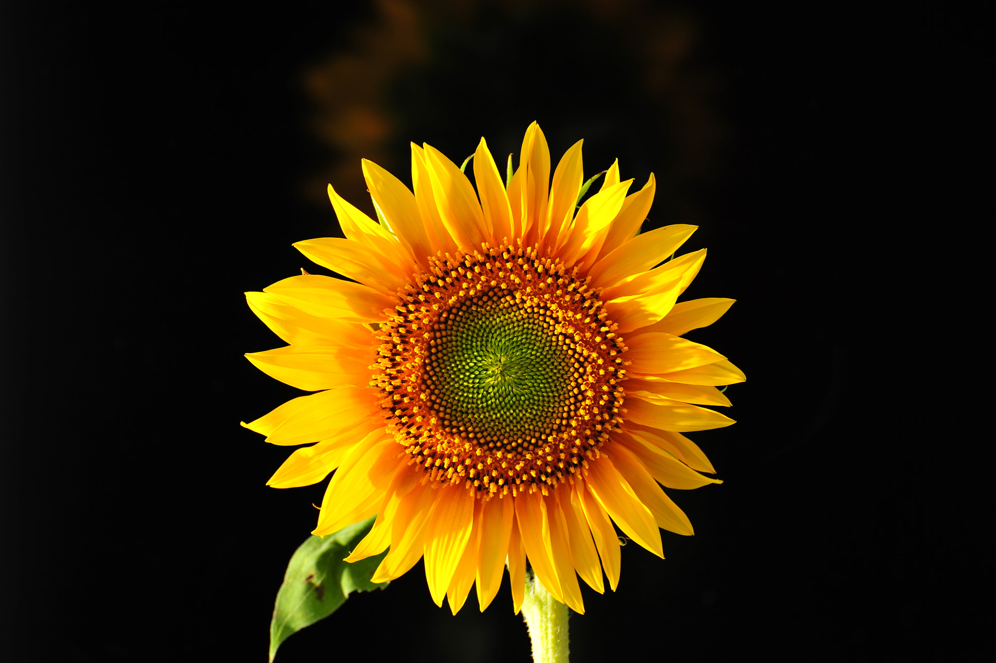 Nikon D700 sample photo. Sunflower photography