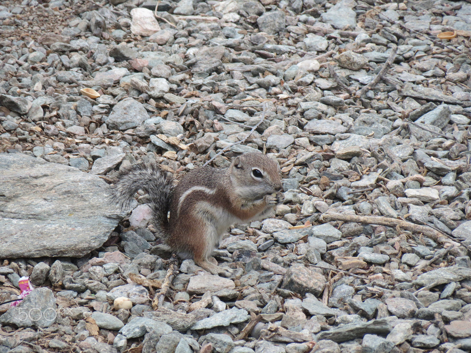 Canon PowerShot ELPH 530 HS (IXUS 510 HS / IXY 1) sample photo. Squirrel photography