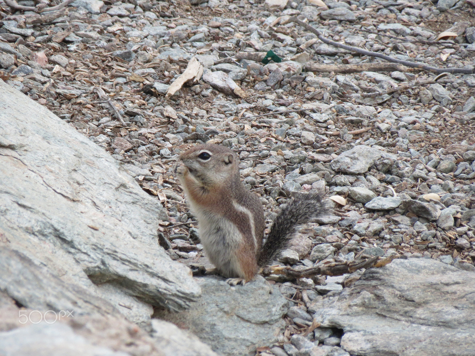 Canon PowerShot ELPH 530 HS (IXUS 510 HS / IXY 1) sample photo. Squirrel photography