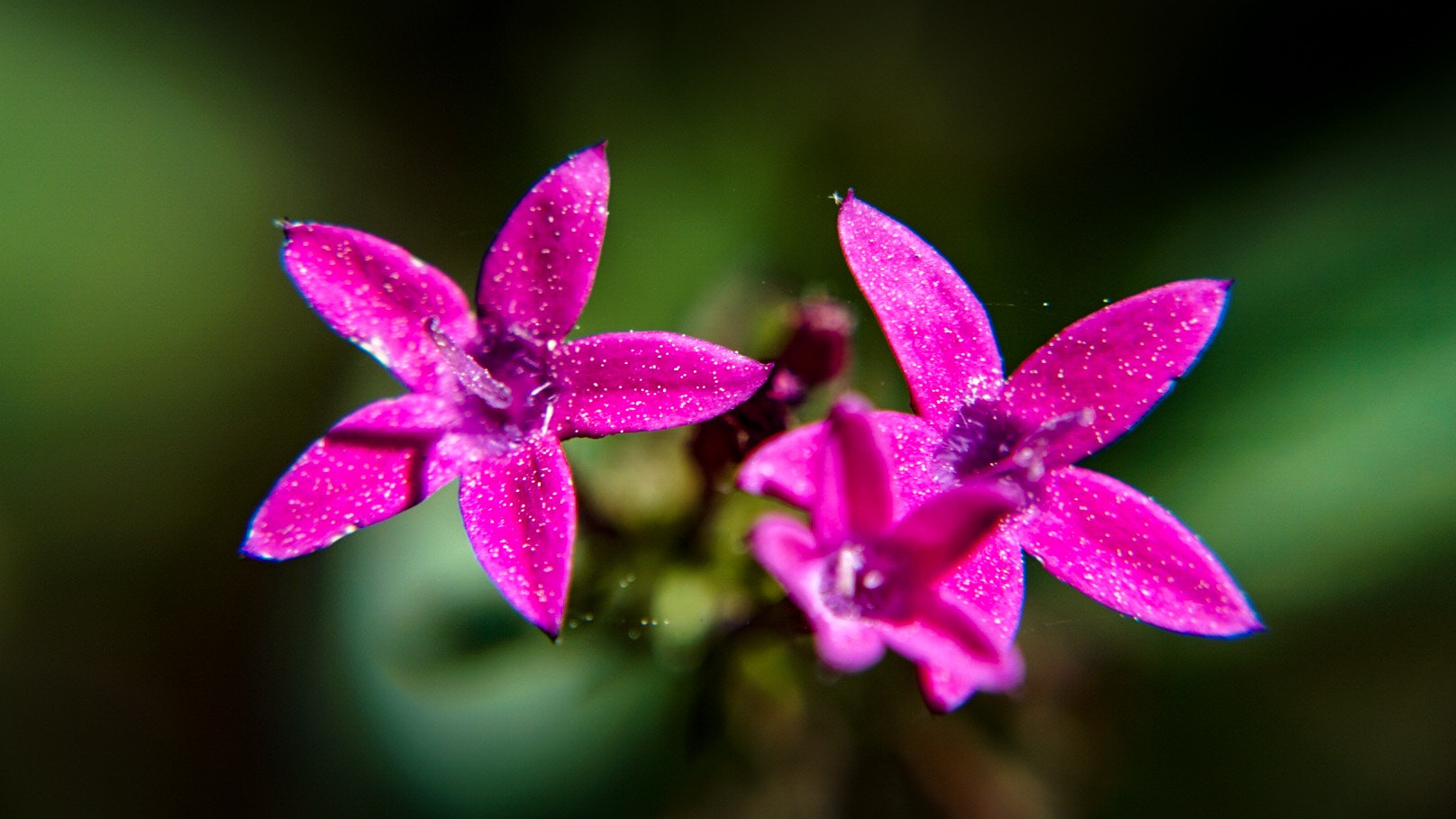 Sony a6000 + Sony E 18-55mm F3.5-5.6 OSS sample photo. Essence of beauty photography