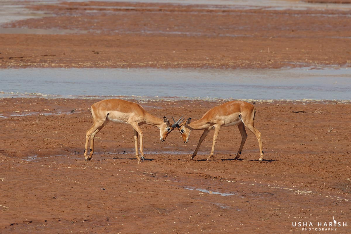 Canon EOS-1D X Mark II + Canon EF 500mm F4L IS II USM sample photo. Tug of war photography