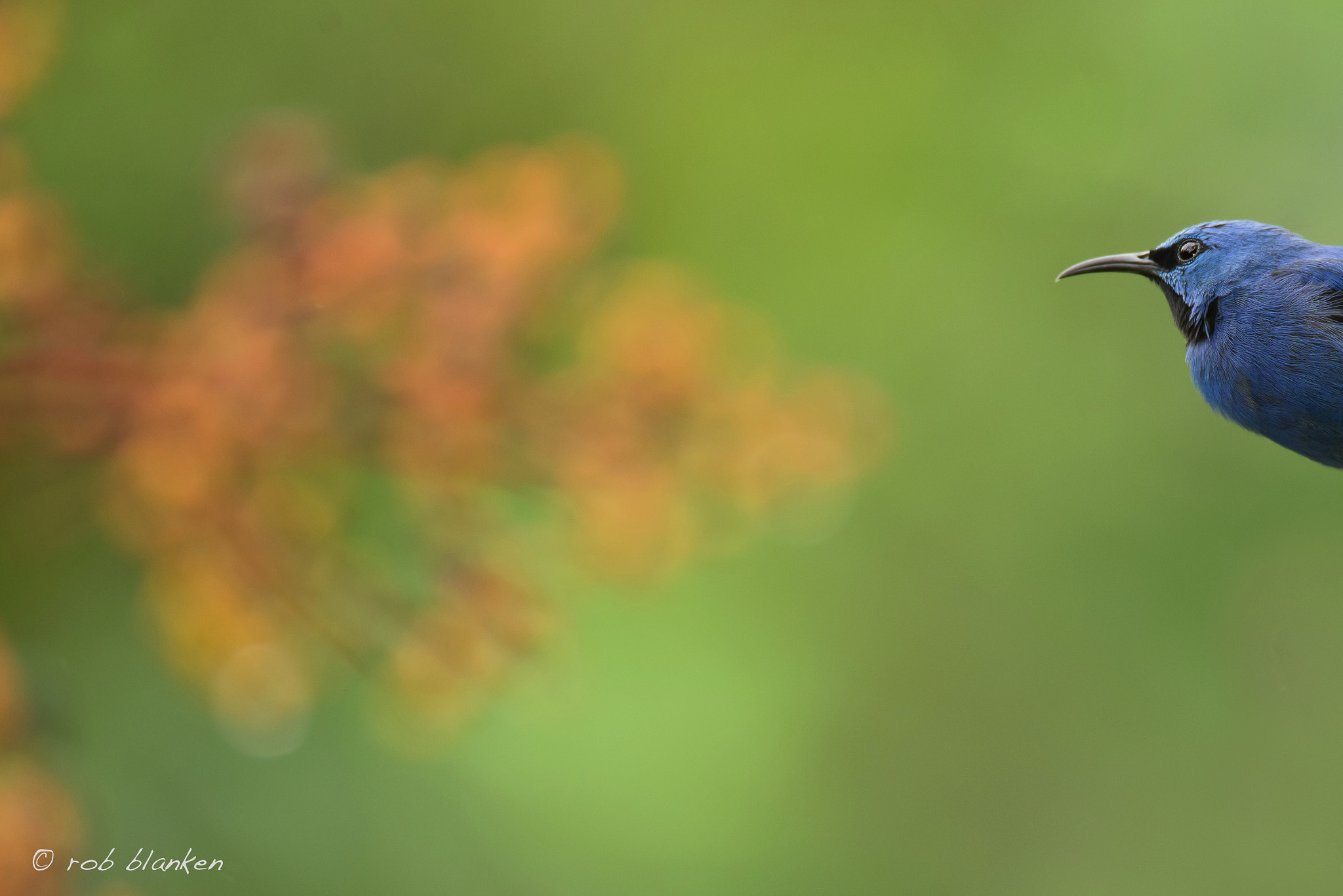 Nikon D810 sample photo. Blue dacnis photography