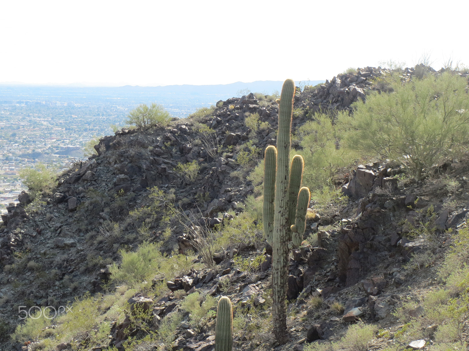 Canon PowerShot ELPH 530 HS (IXUS 510 HS / IXY 1) sample photo. Cactus photography