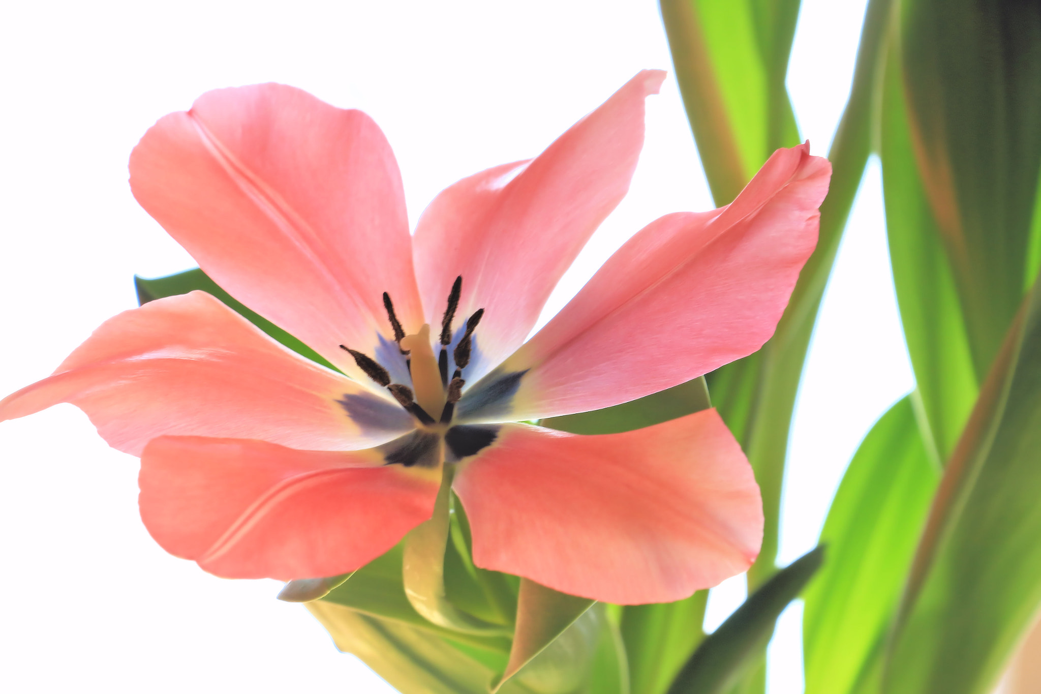 Canon EOS 650D (EOS Rebel T4i / EOS Kiss X6i) sample photo. Tulip 1 photography