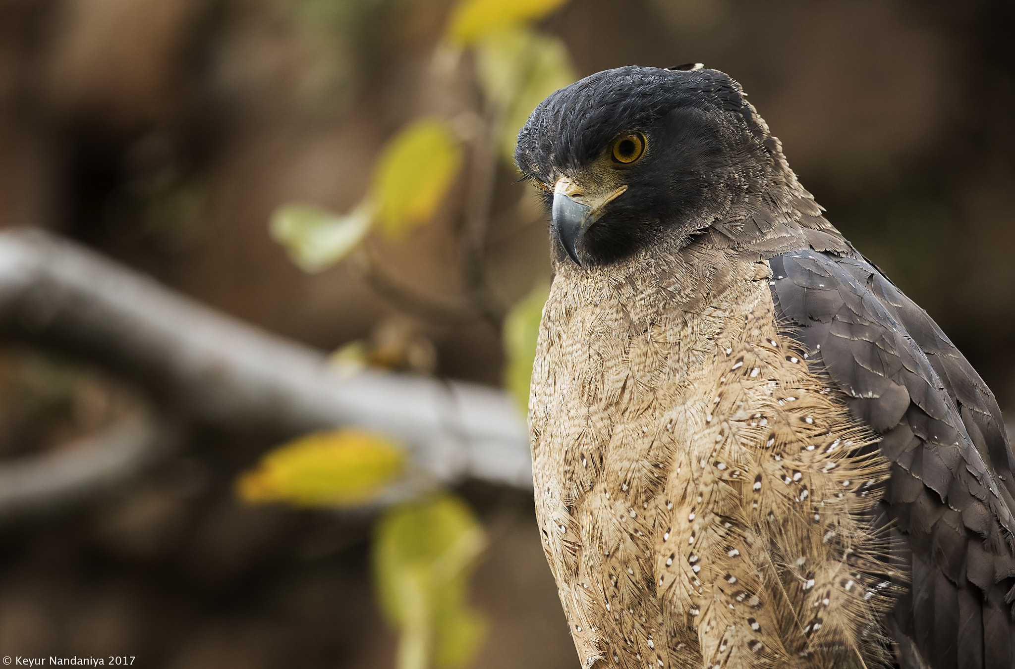 Canon EF 400mm F2.8L IS USM sample photo. Crested serpant eagle photography