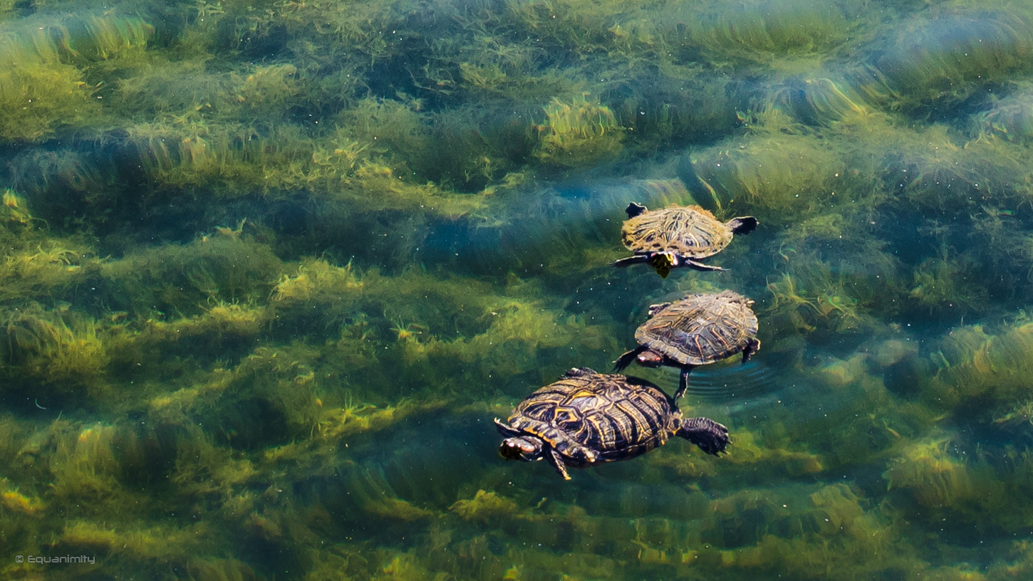 Canon EOS 750D (EOS Rebel T6i / EOS Kiss X8i) + Canon EF-S 24mm F2.8 STM sample photo. Turtle family photography