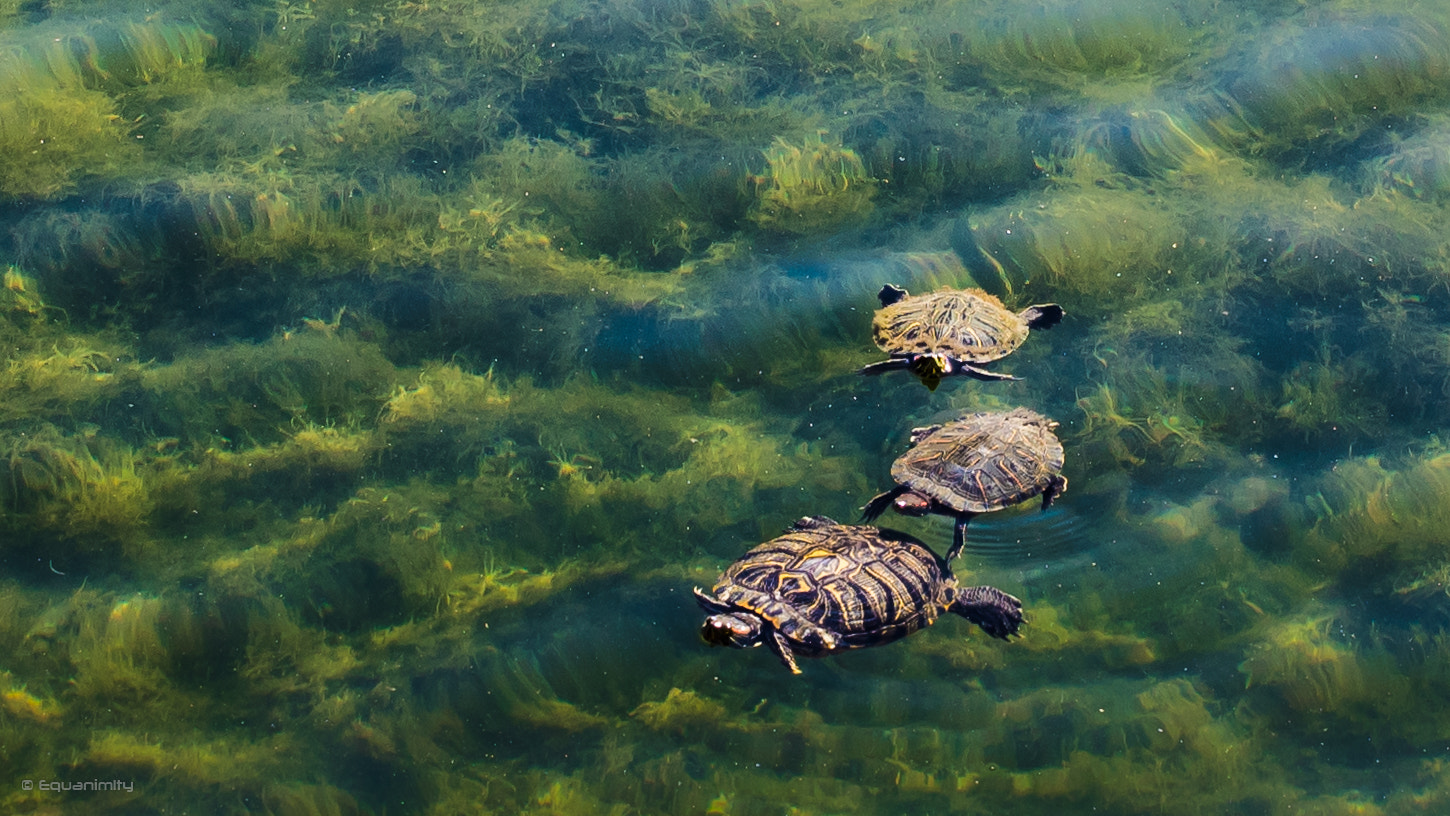 Canon EF-S 24mm F2.8 STM sample photo. Turtle family photography