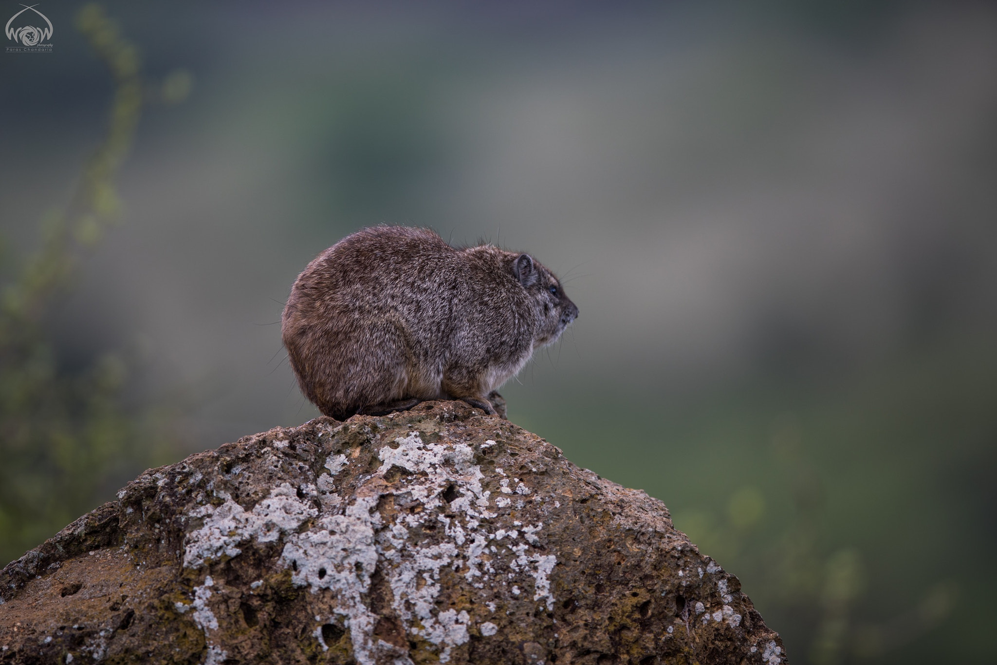 Canon EF 400mm F2.8L IS II USM sample photo. #27feb2017 #naturewildlife365 #project365 photography