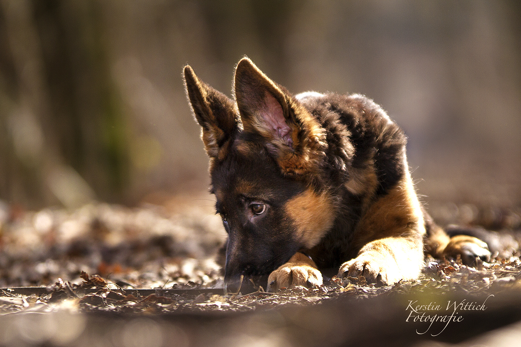 Sigma 70-200mm F2.8 EX DG OS HSM sample photo. Faru4 photography