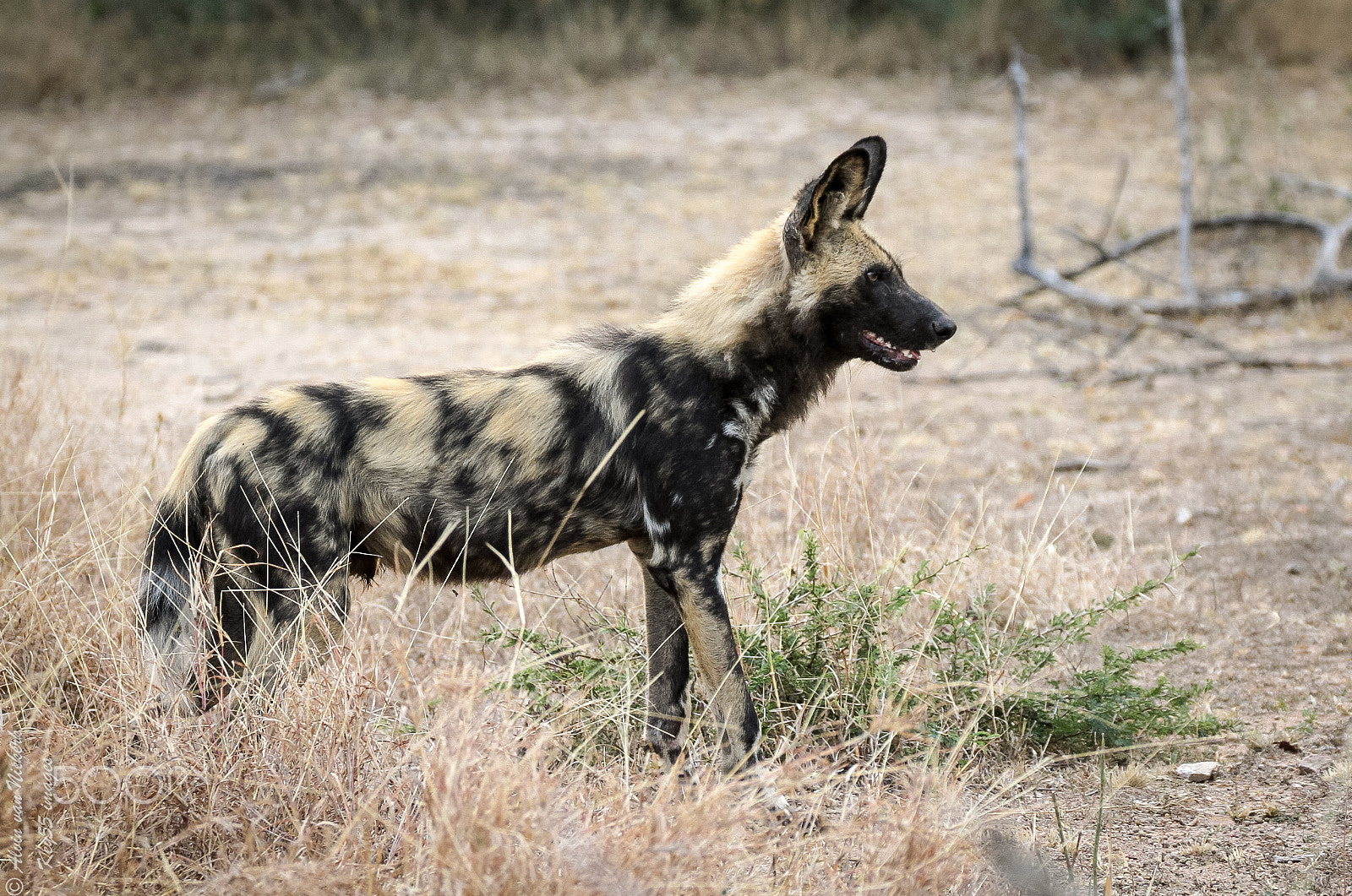 Canon EOS 7D + Canon EF 70-300mm F4-5.6L IS USM sample photo. African wild dog photography