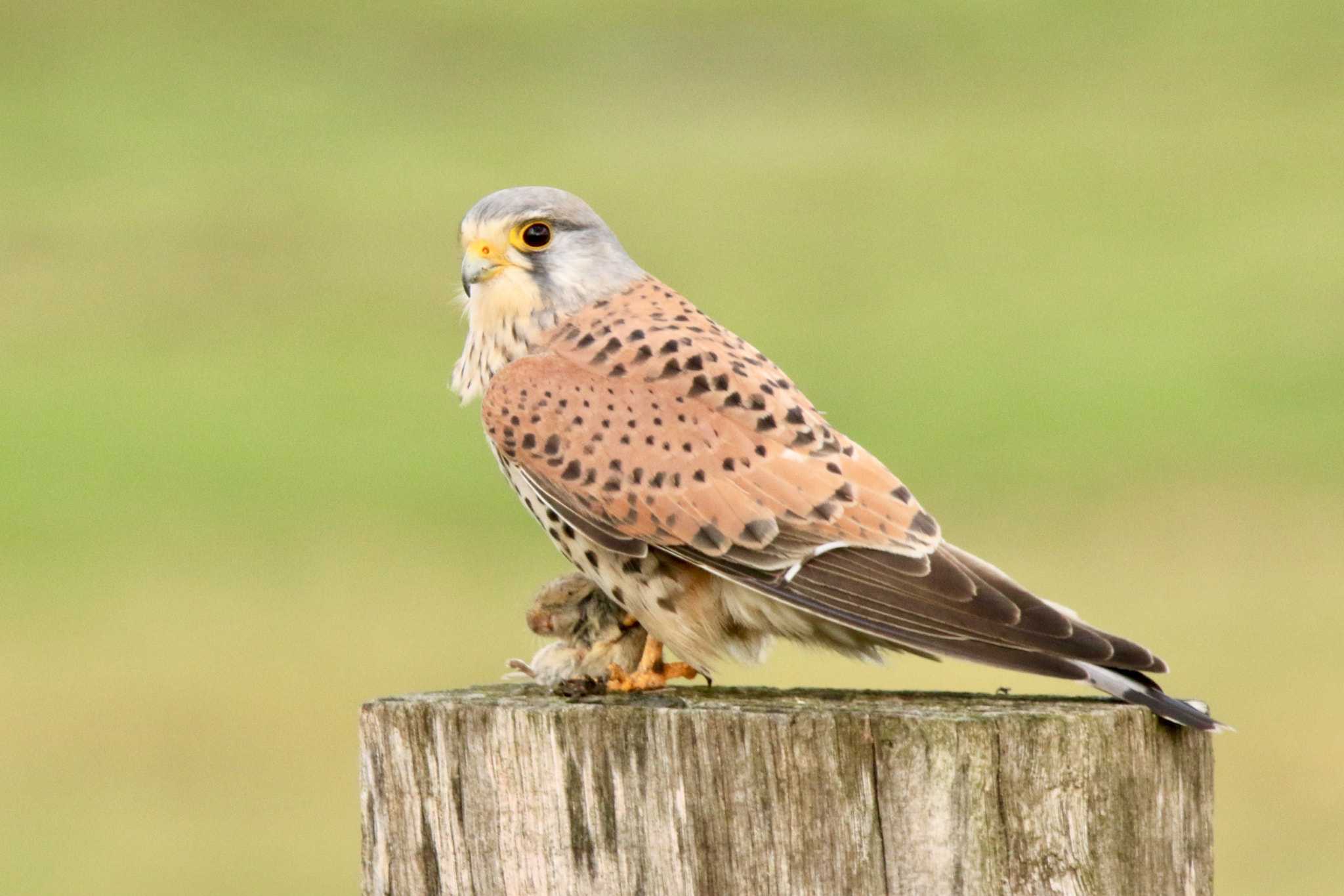 Sigma 150mm f/2.8 EX DG OS HSM APO Macro sample photo. Kestrel  male,with prey picture was taken at the culemborg vliet. photography