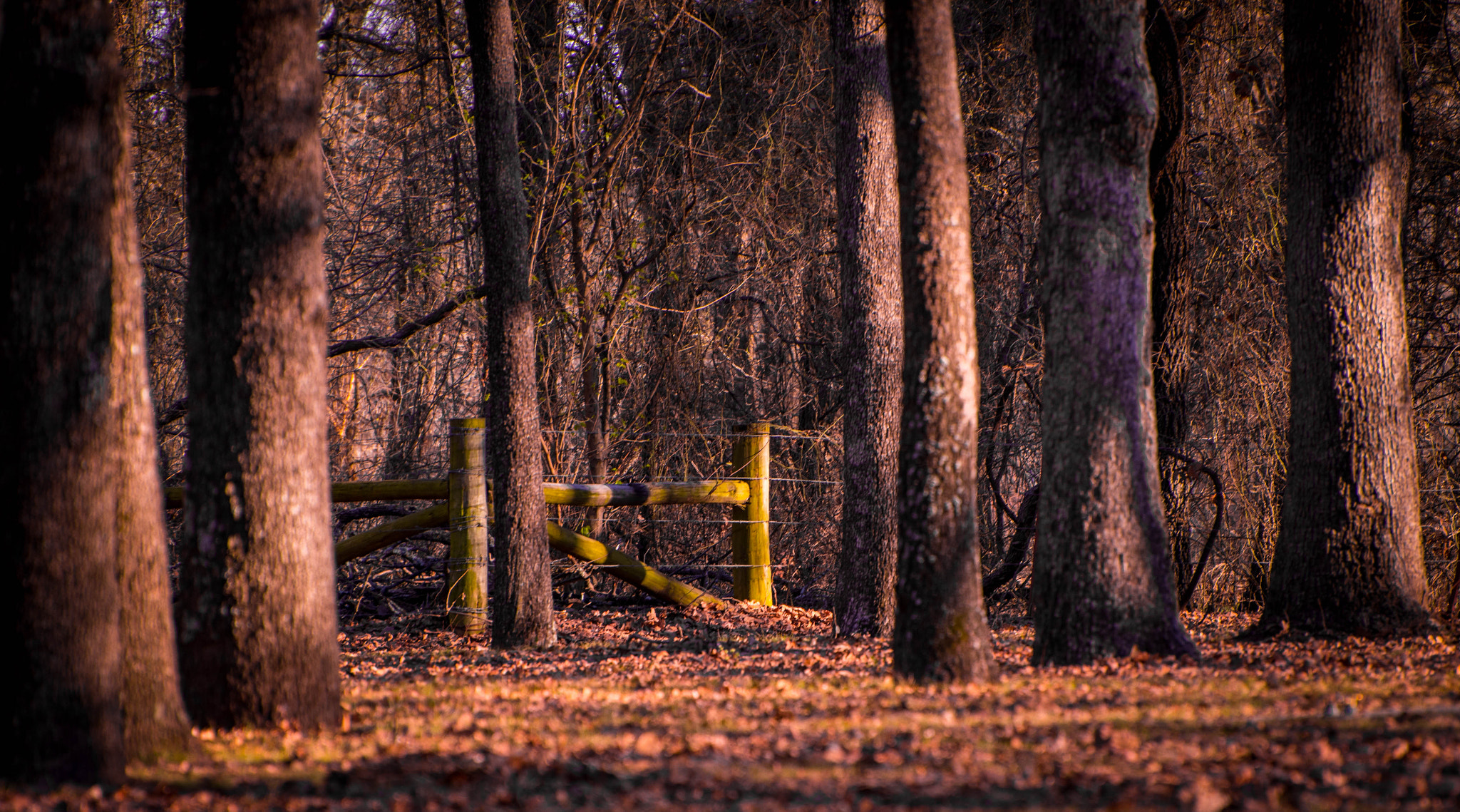 Nikon D500 sample photo. A mystery beyond... photography