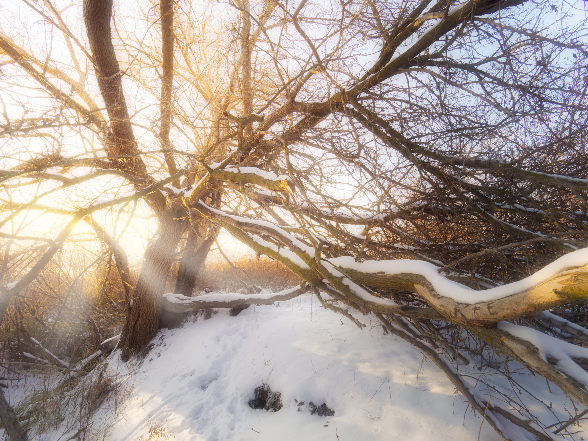Olympus M.Zuiko Digital ED 7-14mm F2.8 PRO sample photo. Last winter light photography