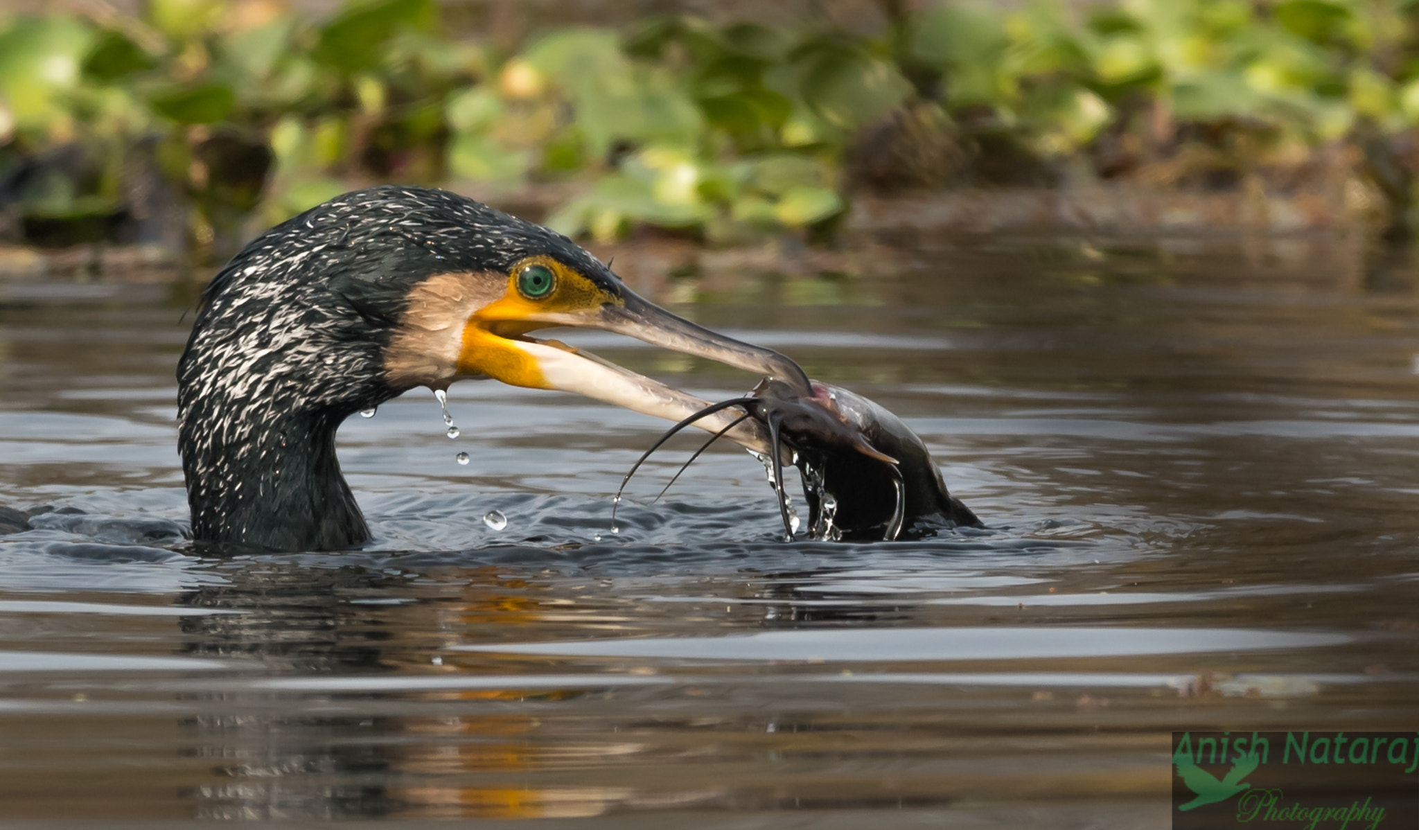Nikon AF-S Nikkor 600mm F4E FL ED VR sample photo. Greatercormorant with a catch catfish photography