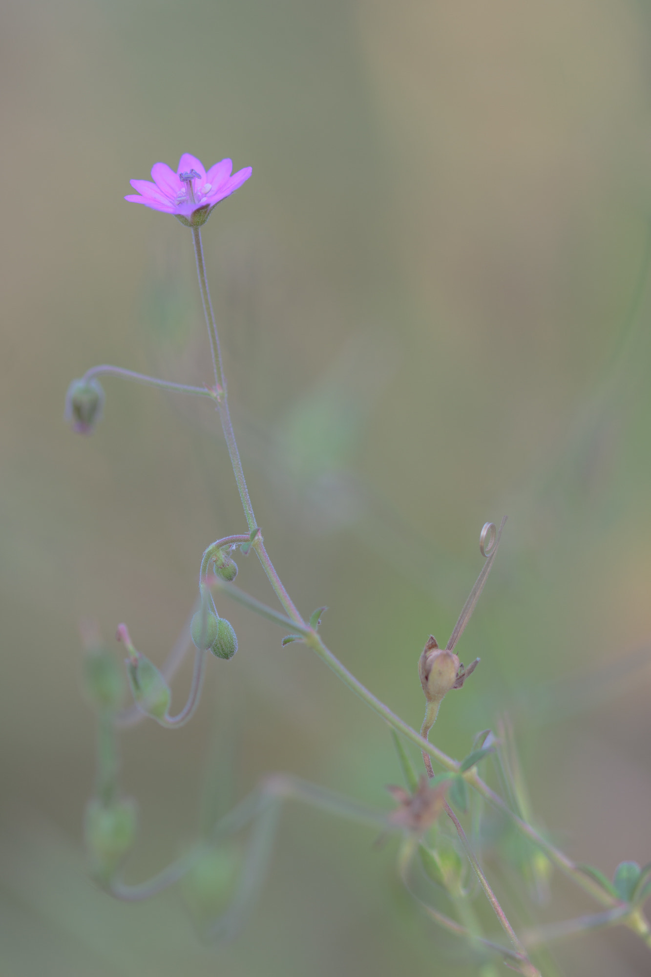 Sigma 105mm F2.8 EX DG OS HSM sample photo. Nature  photography