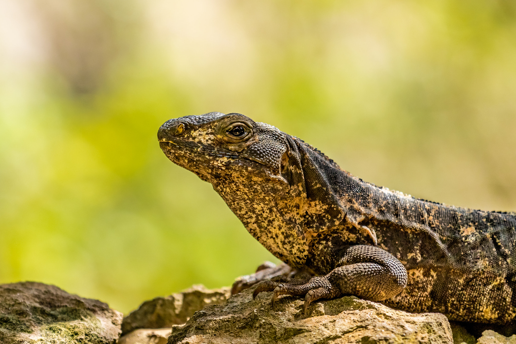 Canon EF 70-200mm F4L IS USM sample photo. Black iguana iii photography