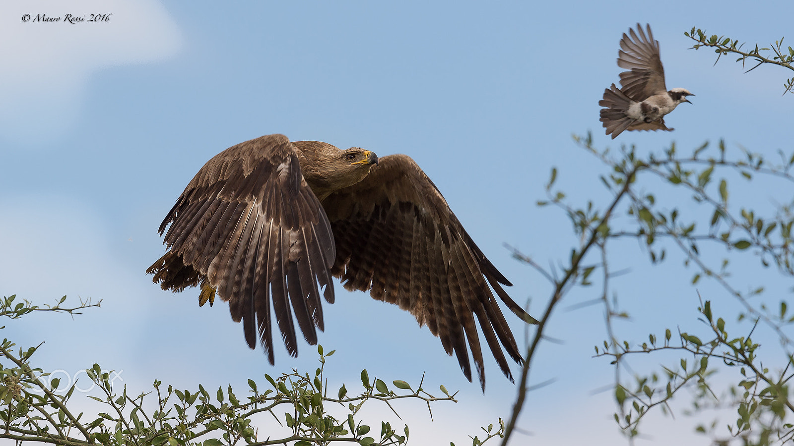 Nikon AF-S Nikkor 500mm F4E FL ED VR sample photo. Now stop attack me !!! photography