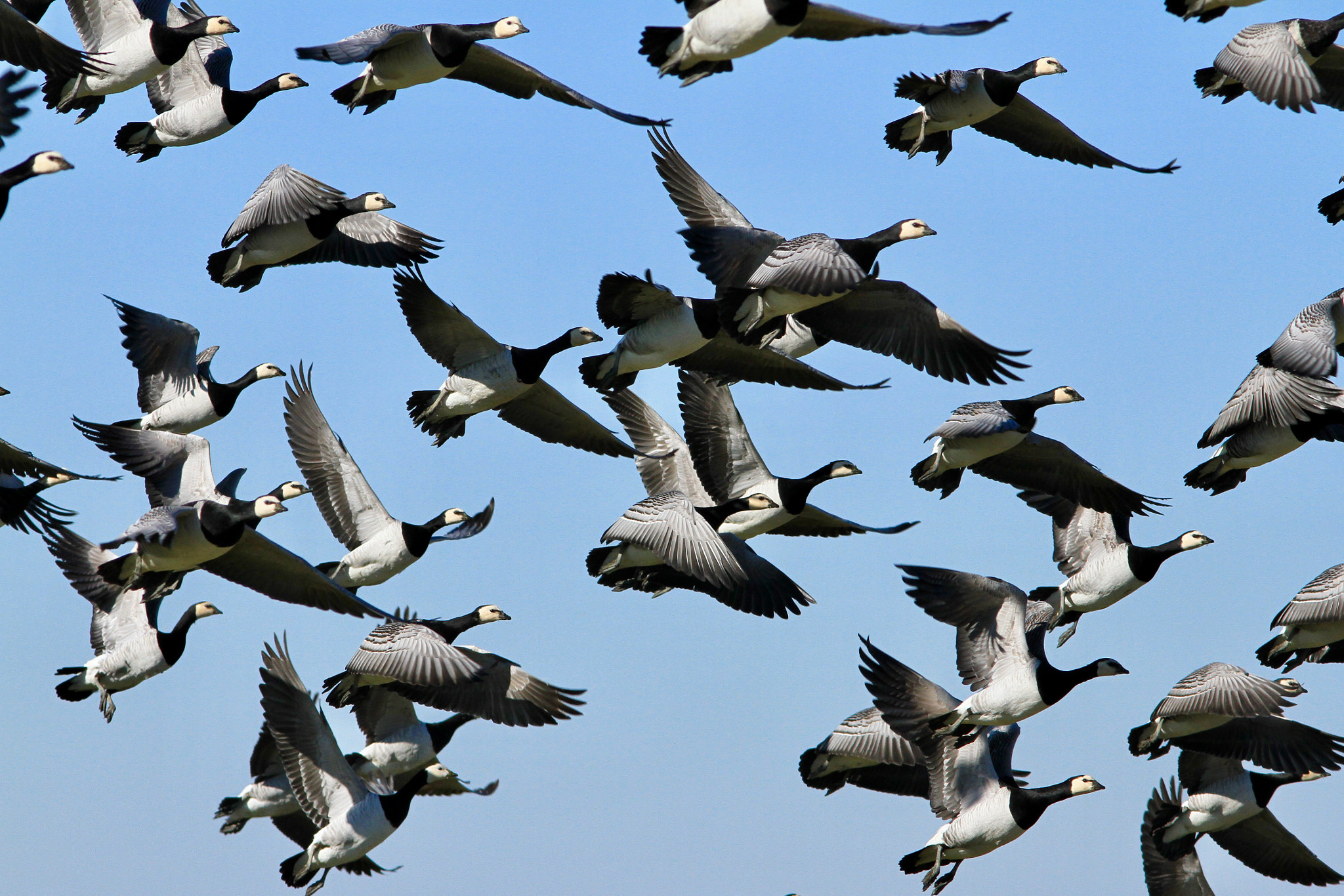 Canon EOS 7D sample photo. Barnacle geeses,at the wadden sea photo is taken nearby ferwert. photography