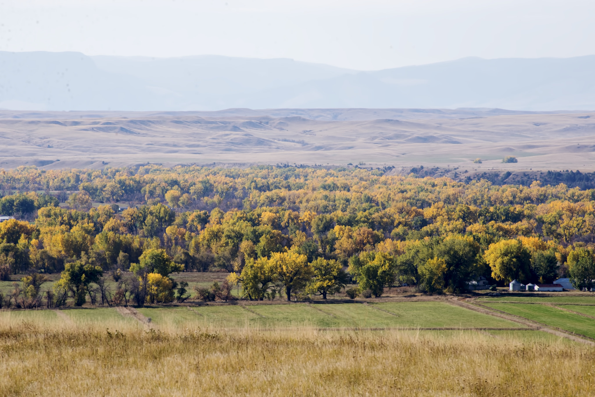 Nikon D600 sample photo. Copse or forest? (1) photography