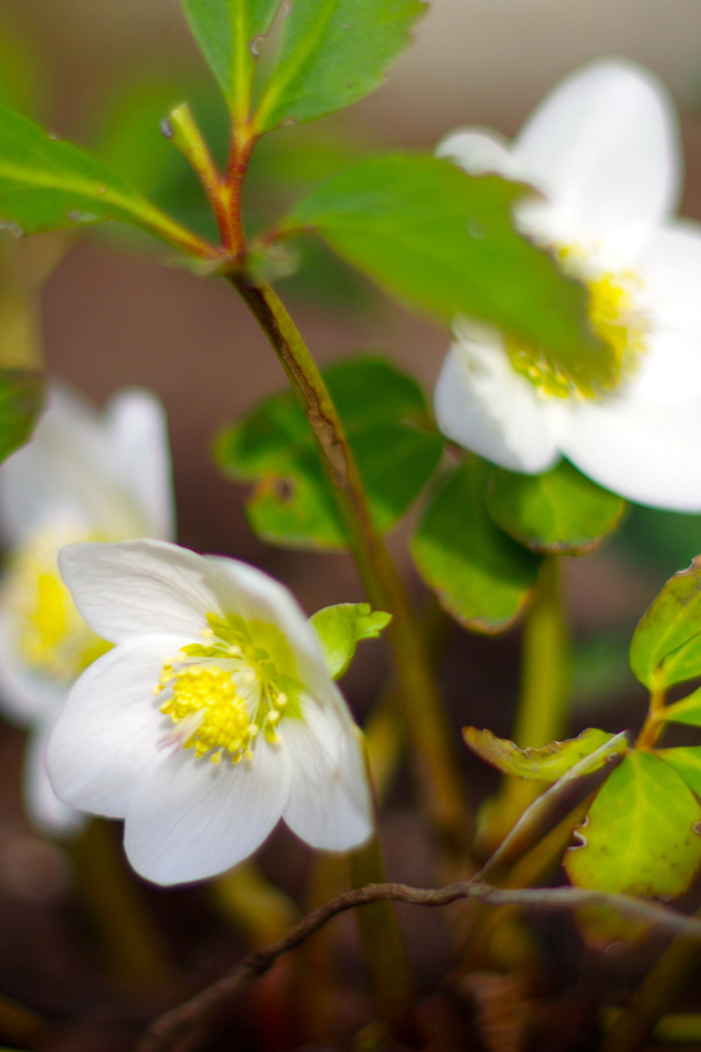 Pentax smc FA 50mm F1.4 sample photo