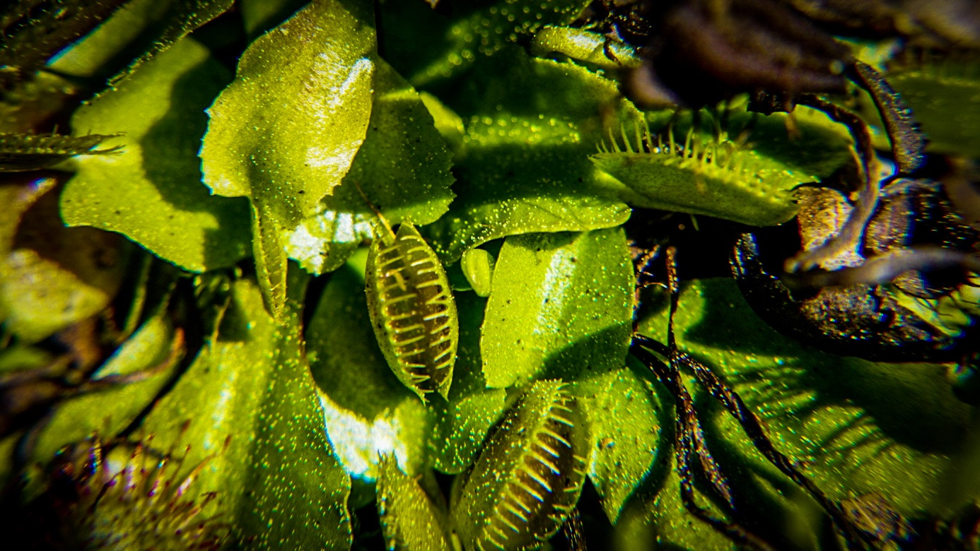 Sony a6000 + Sony E 18-55mm F3.5-5.6 OSS sample photo. Venus fly trap photography