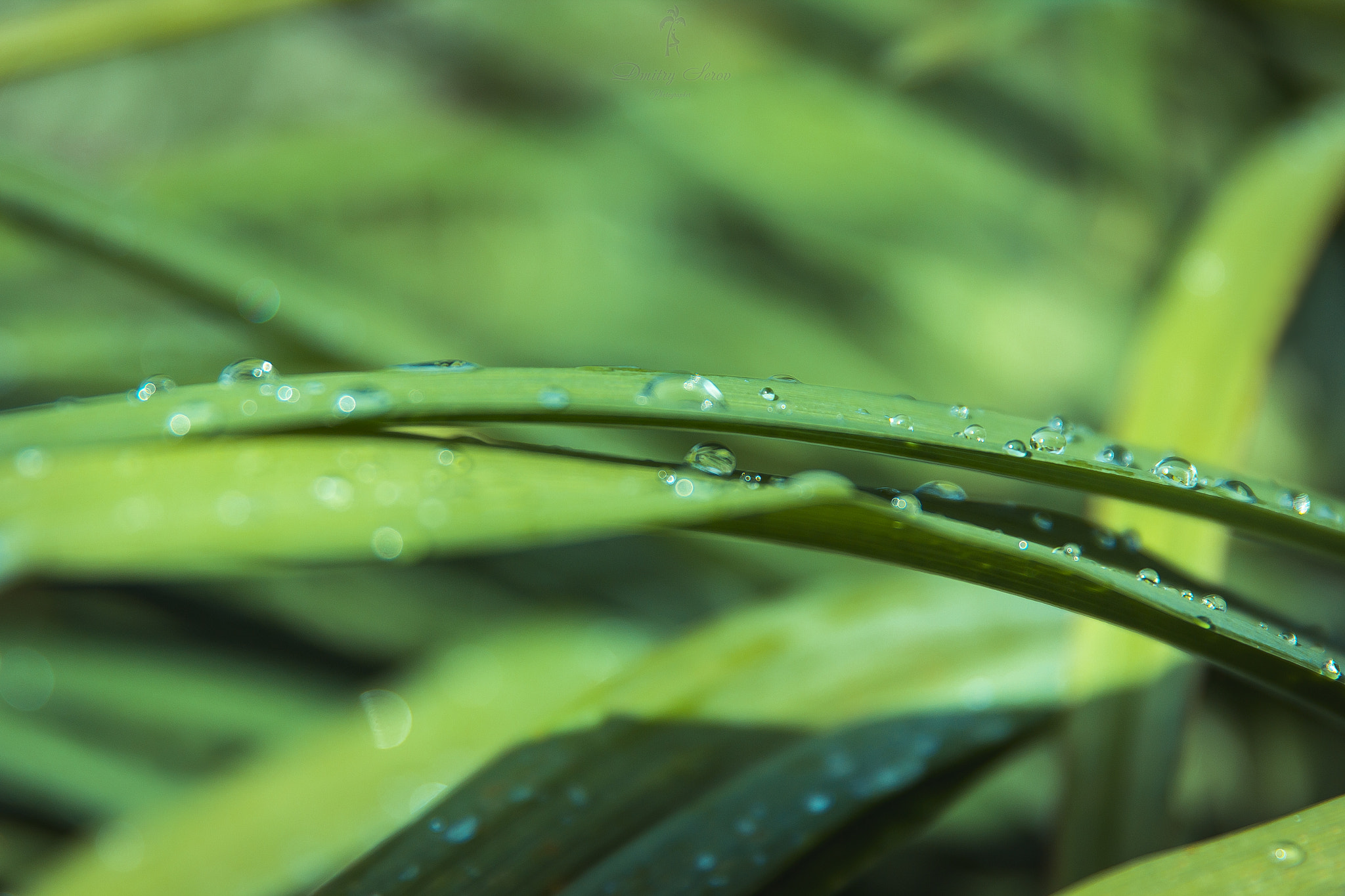 Canon EOS 60D + Canon EF 24-70mm F2.8L II USM sample photo. Morning dew photography