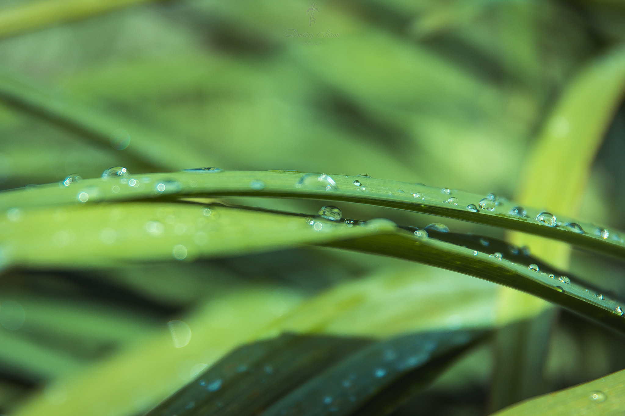 Canon EF 24-70mm F2.8L II USM sample photo. Morning dew photography