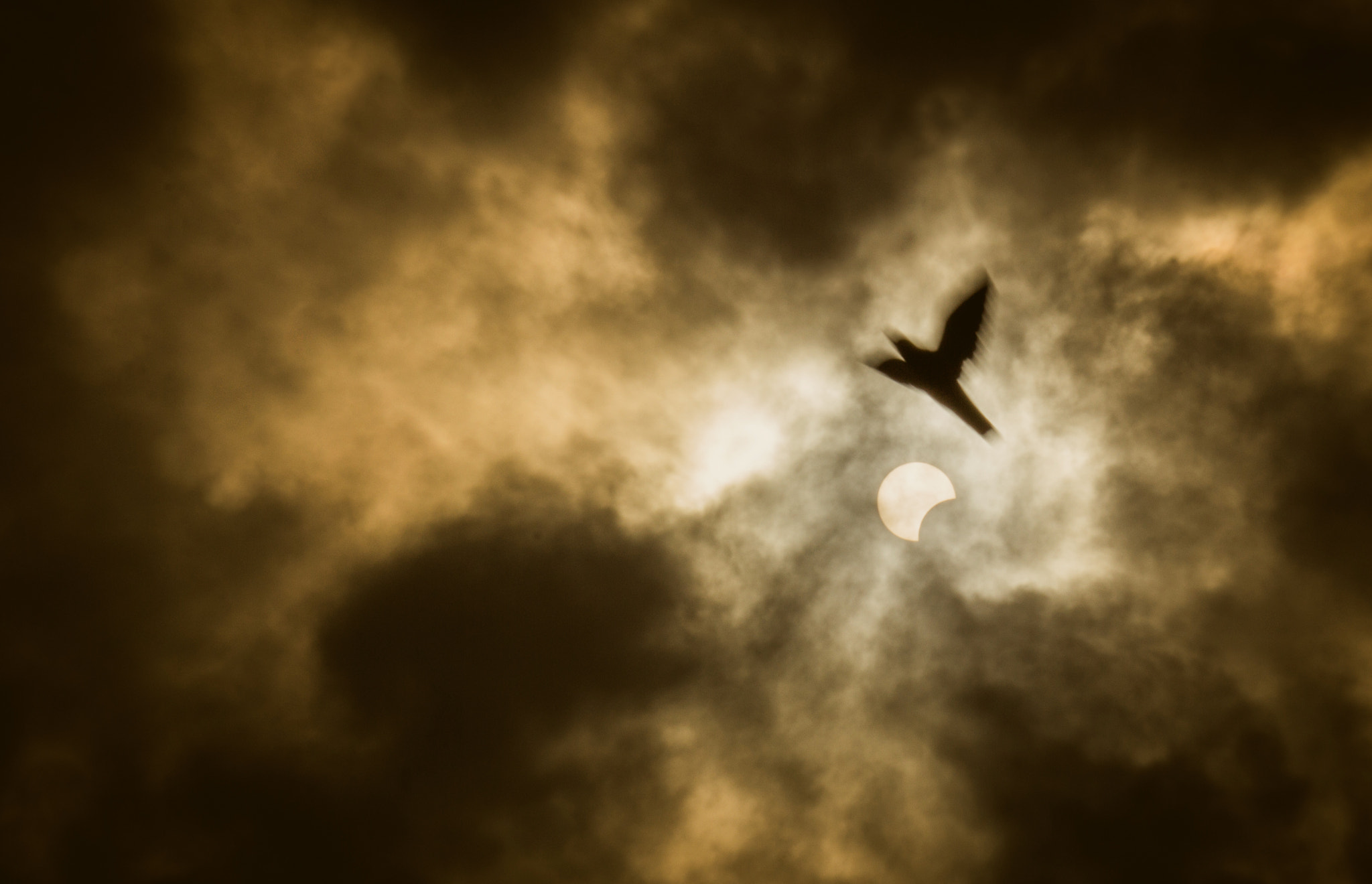 Canon EOS 60D + EF75-300mm f/4-5.6 sample photo. Lucifer! photography