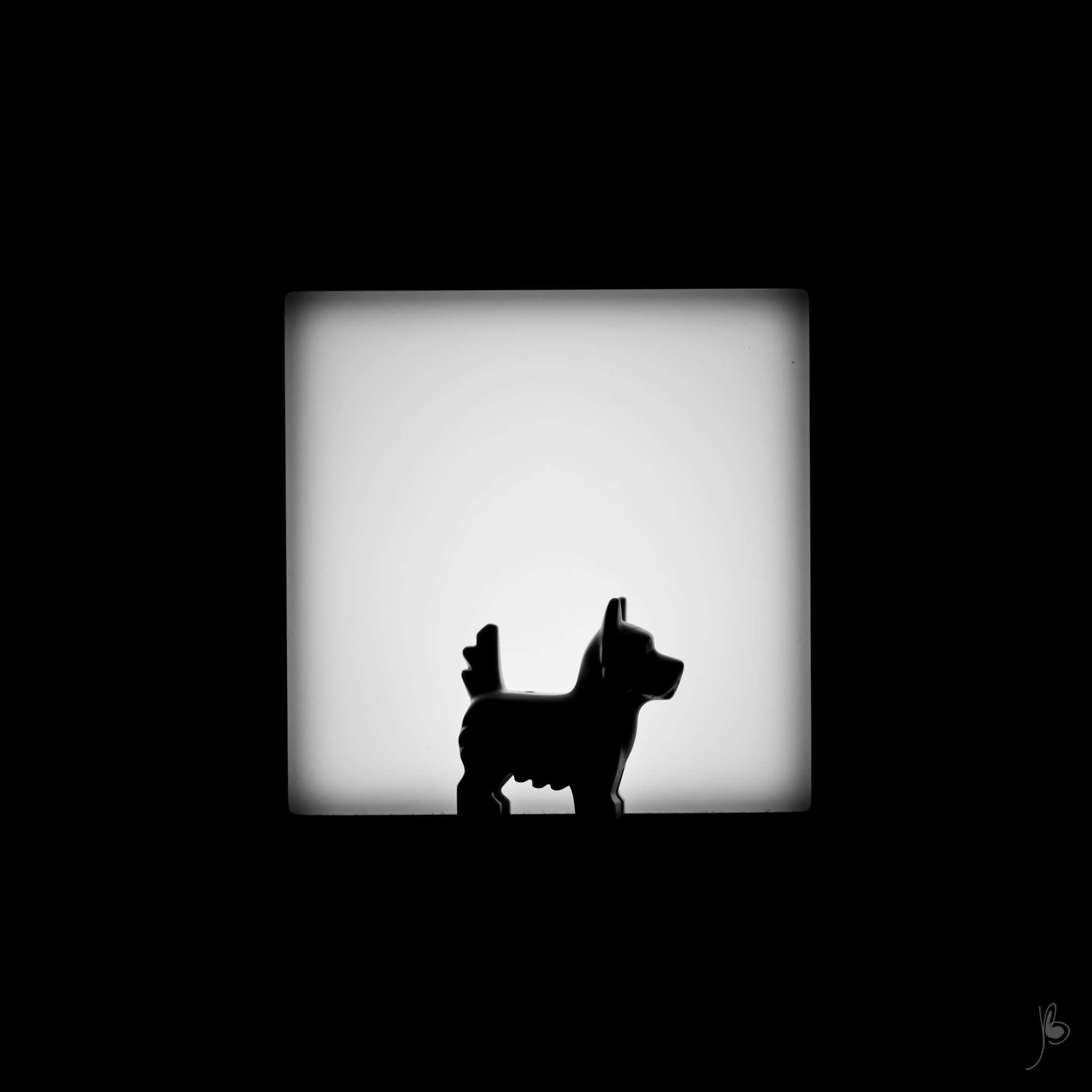 Canon EF 50mm F1.8 II sample photo. Shadow (317/100) - poodle photography