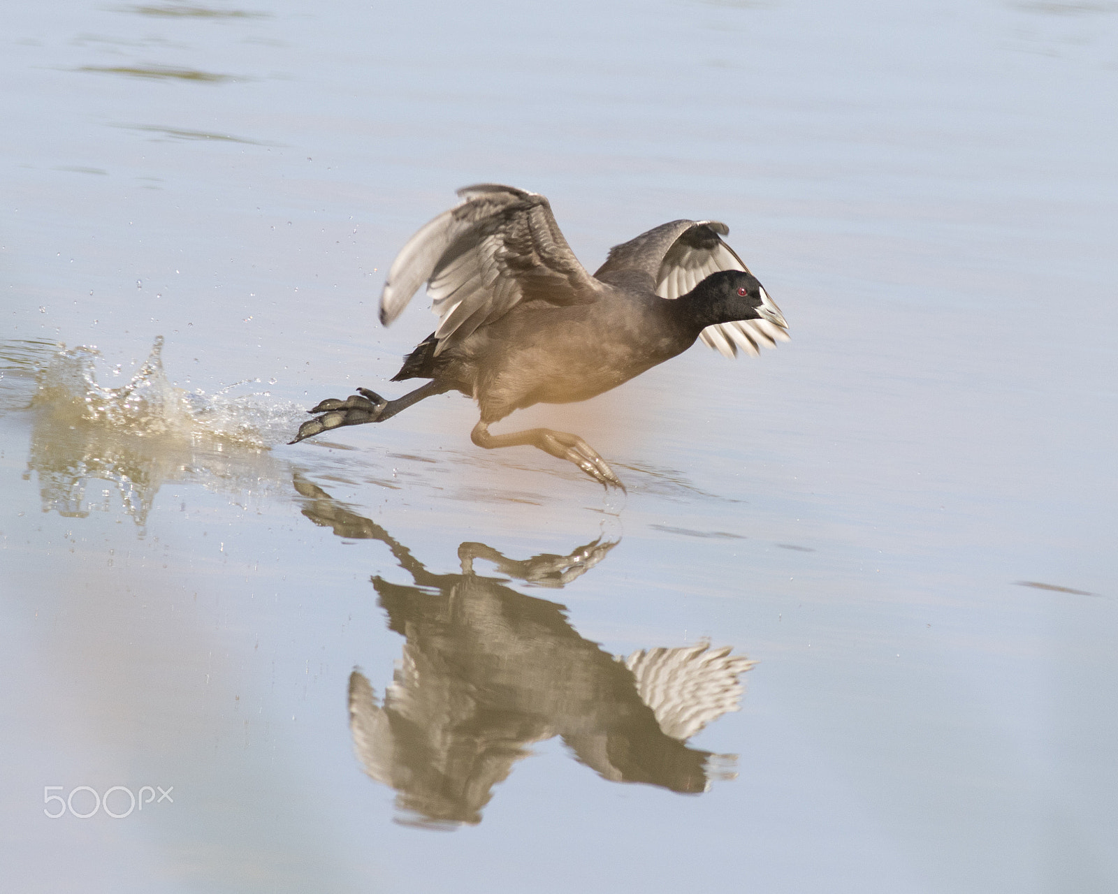 Canon EF 400mm F5.6L USM sample photo. Running on water photography
