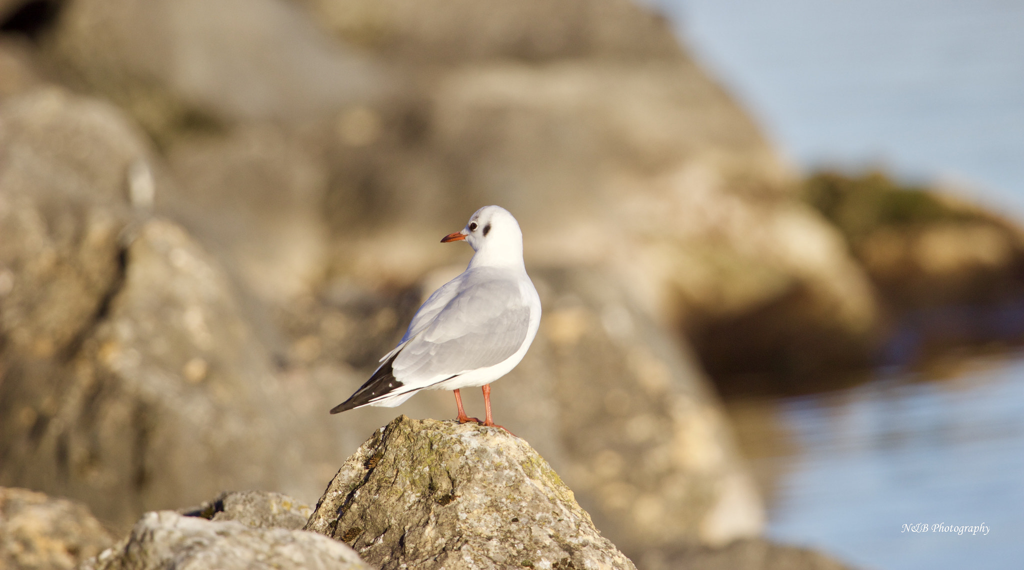 Canon EF 100-400mm F4.5-5.6L IS USM sample photo