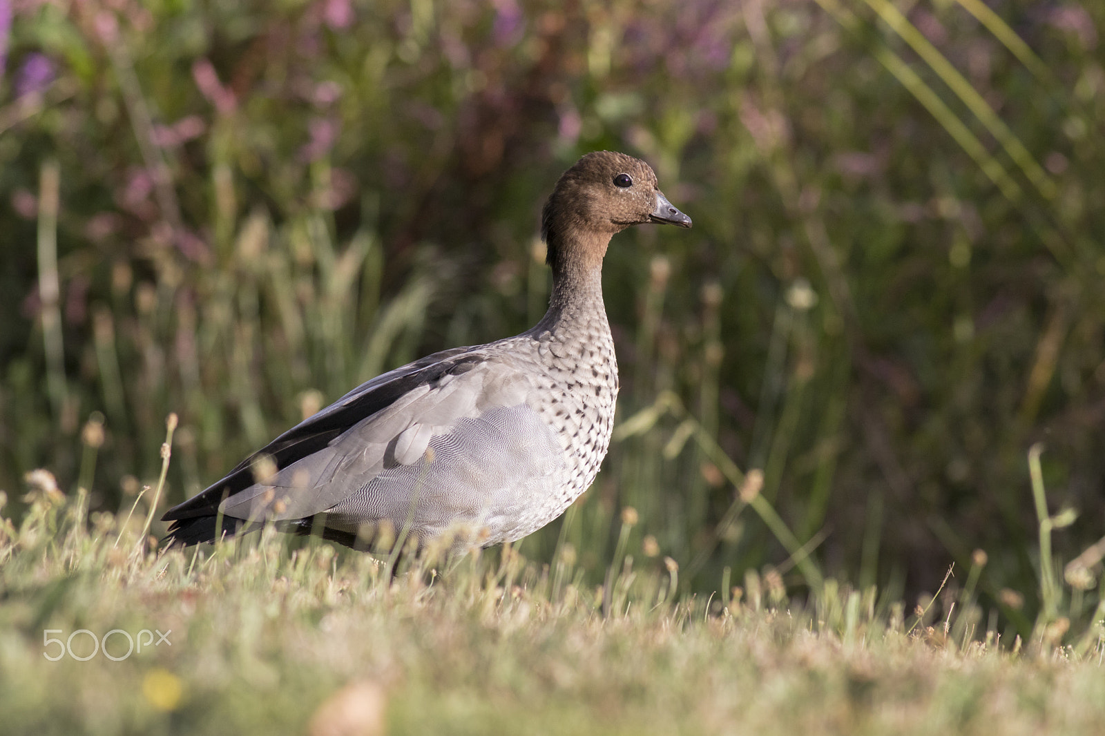 Canon EOS 80D + Canon EF 400mm F5.6L USM sample photo. Australian wood duck photography