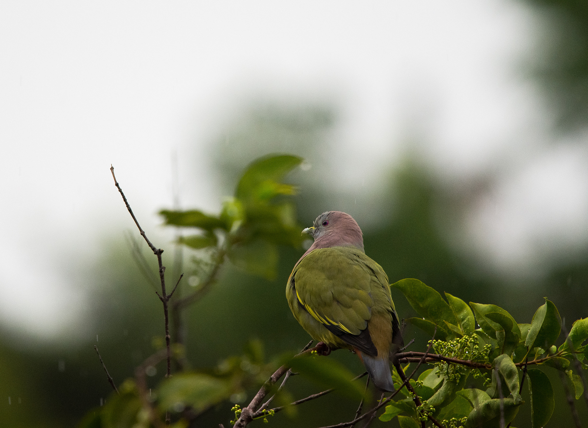Nikon Nikkor AF-S 300mm F4E PF ED VR sample photo. Forest dove catching raindrops photography