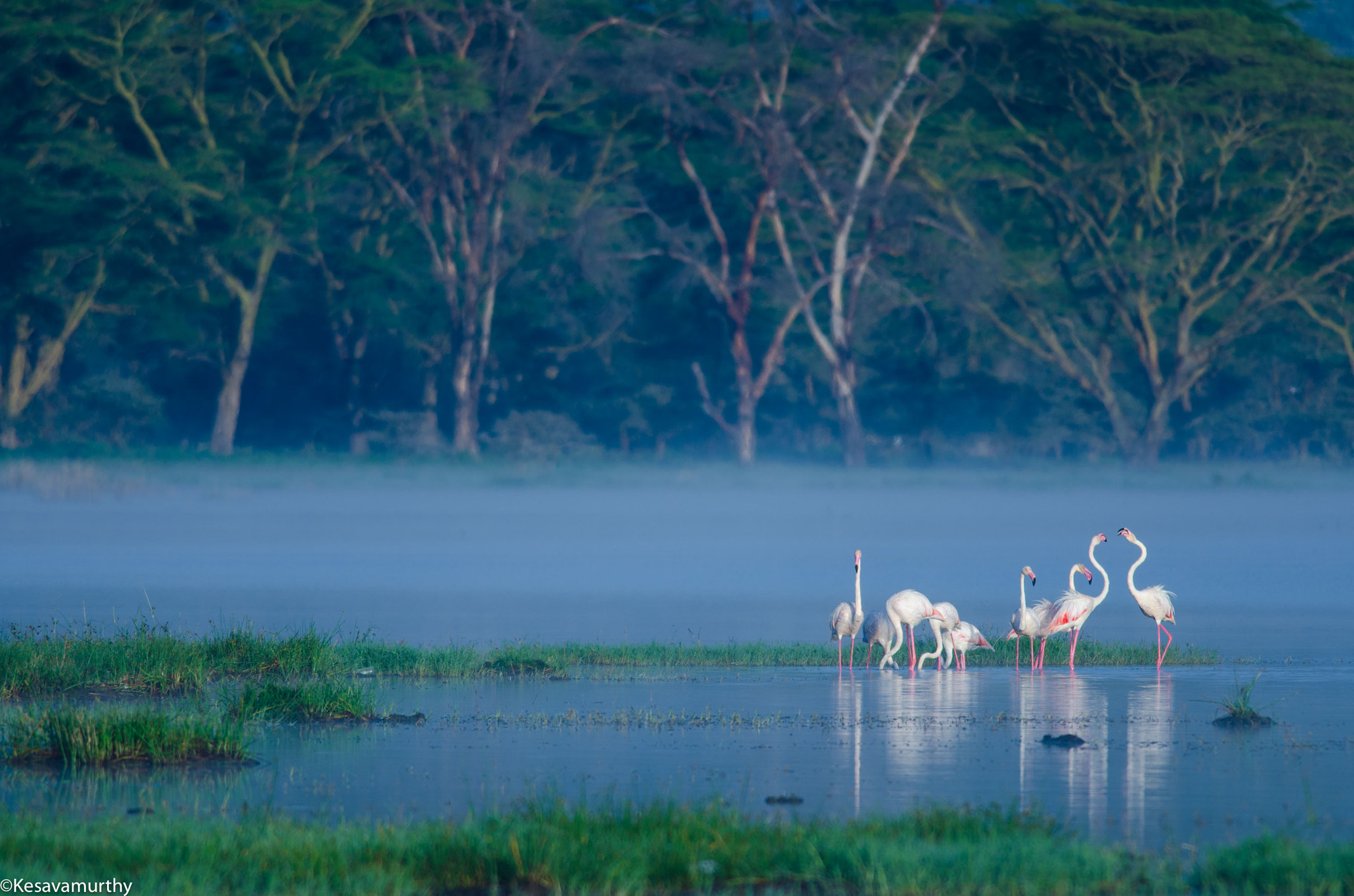 Nikon D7000 + Nikon AF-S Nikkor 300mm F4D ED-IF sample photo. Flamboyant flamingoes photography