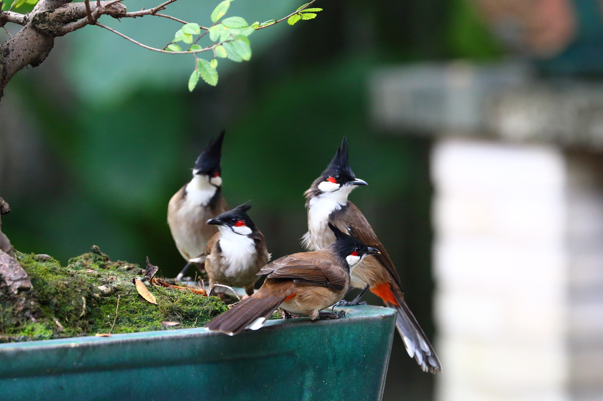 Canon EF 70-300mm F4-5.6L IS USM sample photo. Red ear bei photography