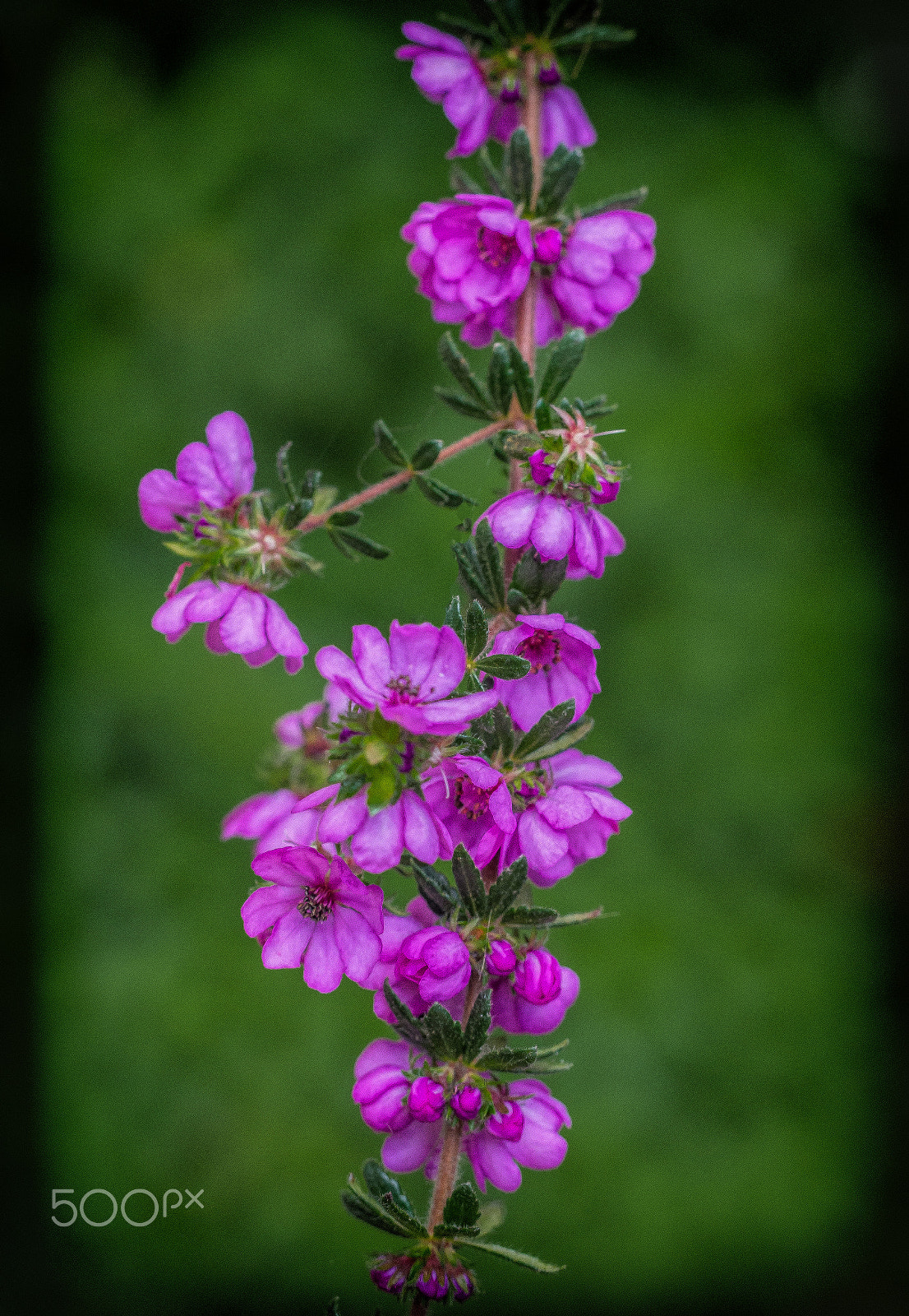 Olympus M.Zuiko Digital ED 60mm F2.8 Macro sample photo. Showy bauera photography